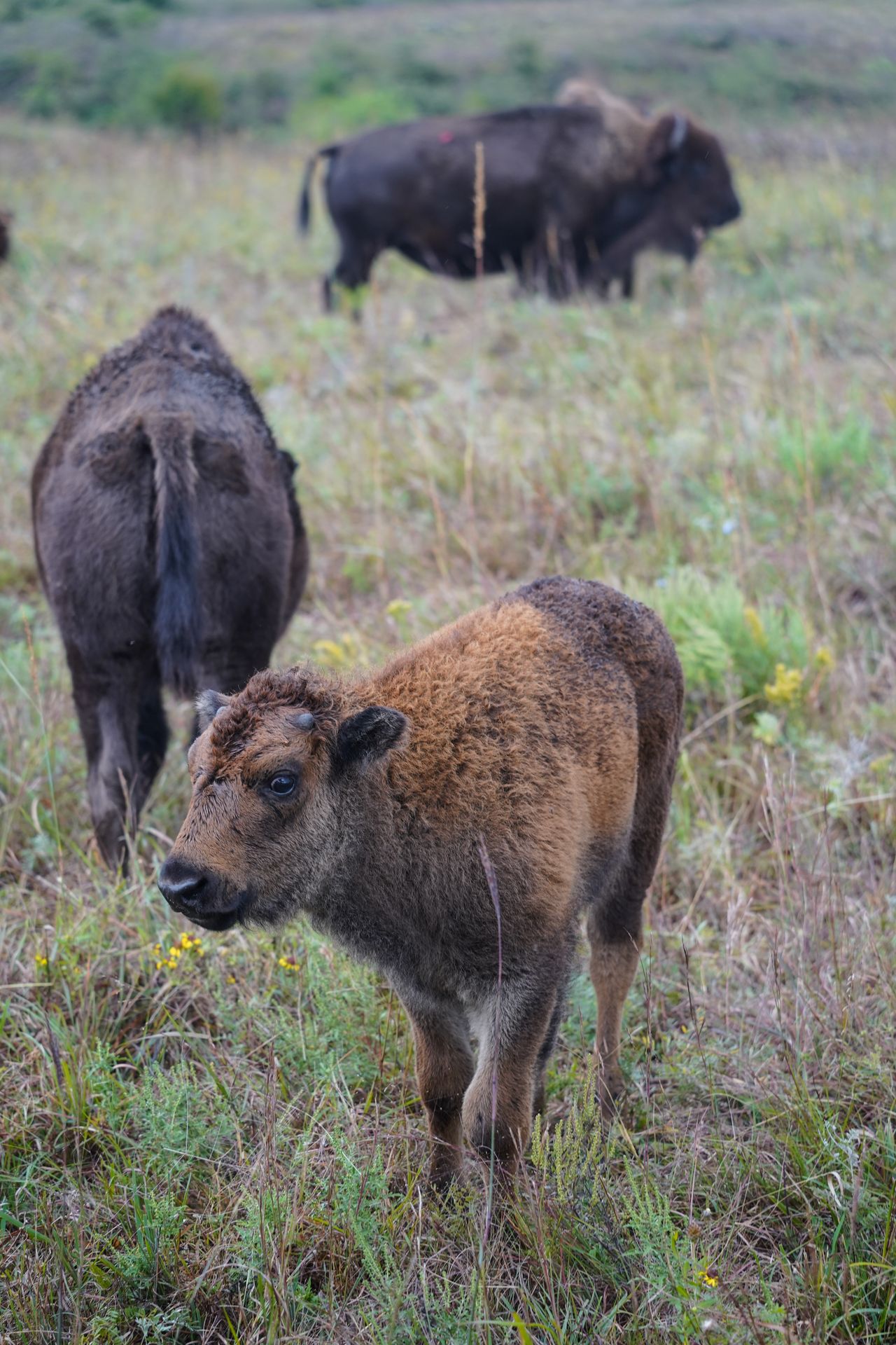 A baby bison with a couple adult bison in the background