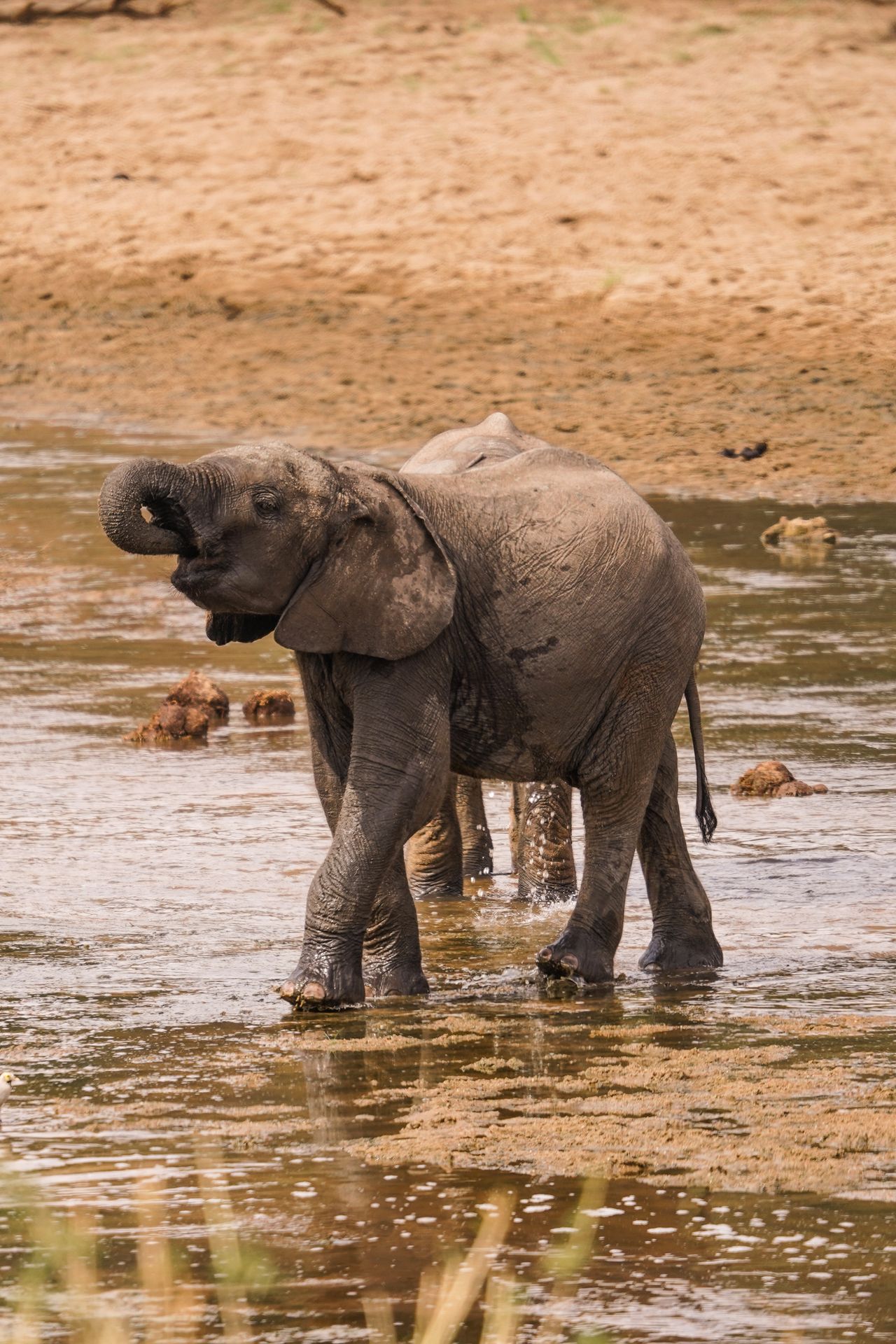 A baby elephant walking across a shallow river and drinking water