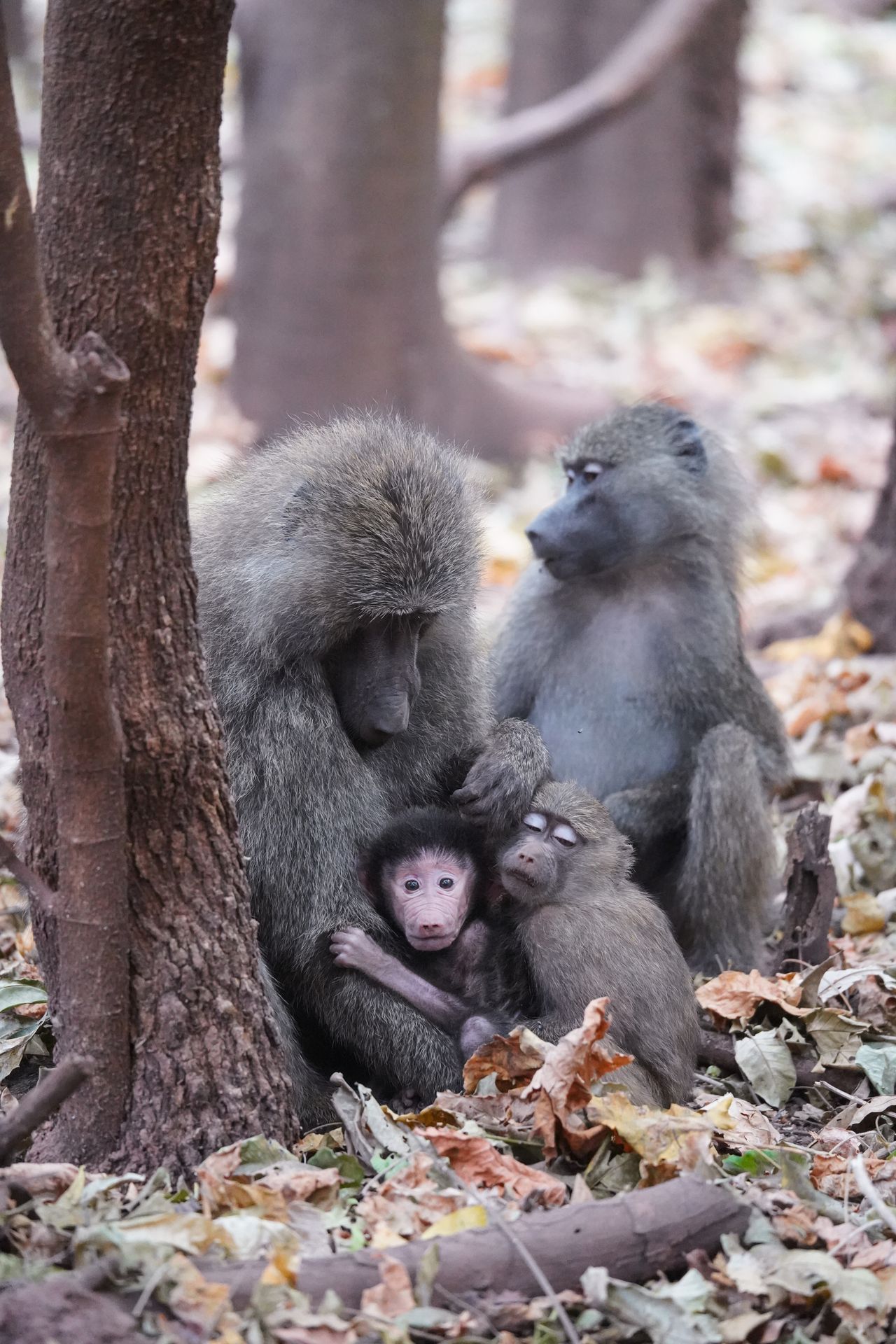 Two adult baboons and two baby baboons of different ages