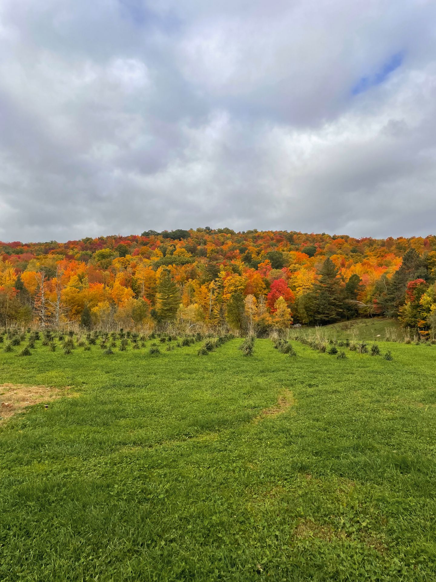 A farm with a hill covered in bright foliage in the distance.