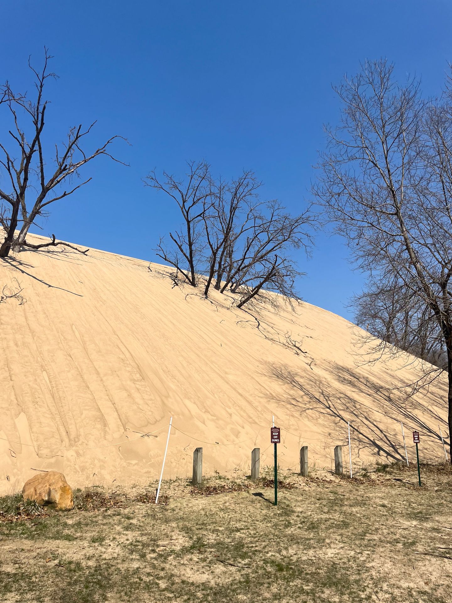 The Mount Baldy sand dune, which looks to have eaten trees and is getting close to the parking lot