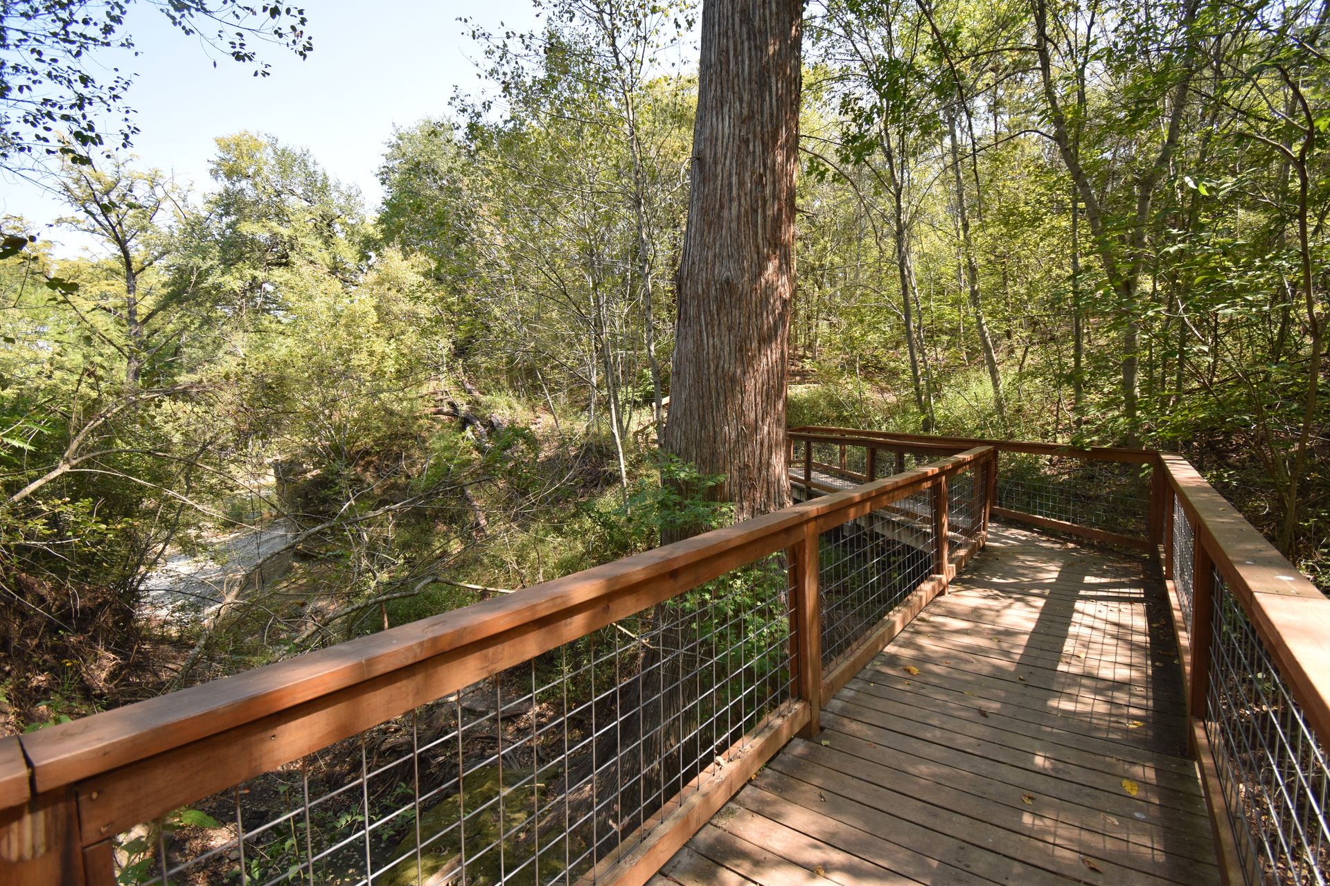 A boardwalk trail next to an old cypress tree.