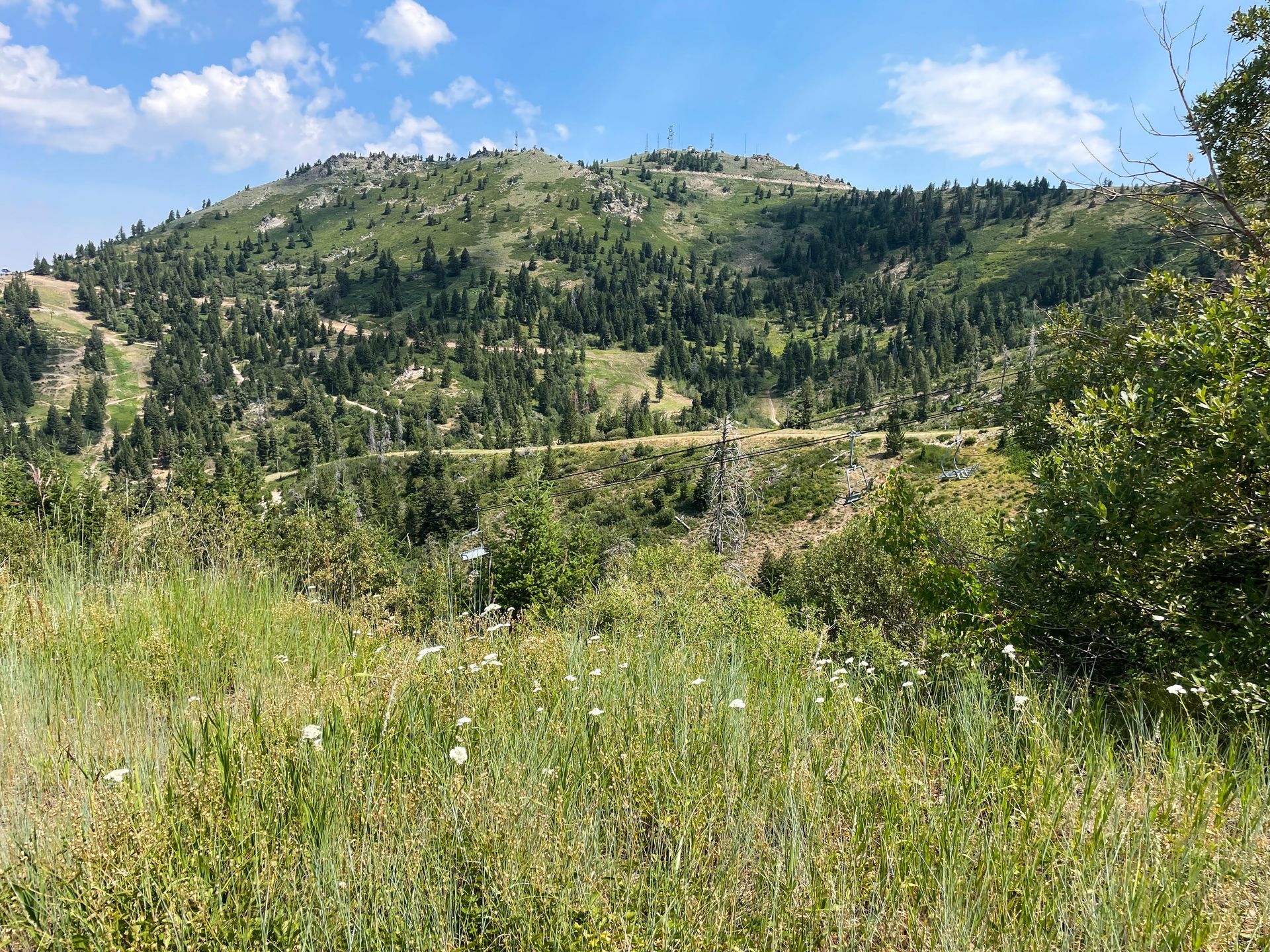 A green hill with some trails cutting across it at Bogus Basin.