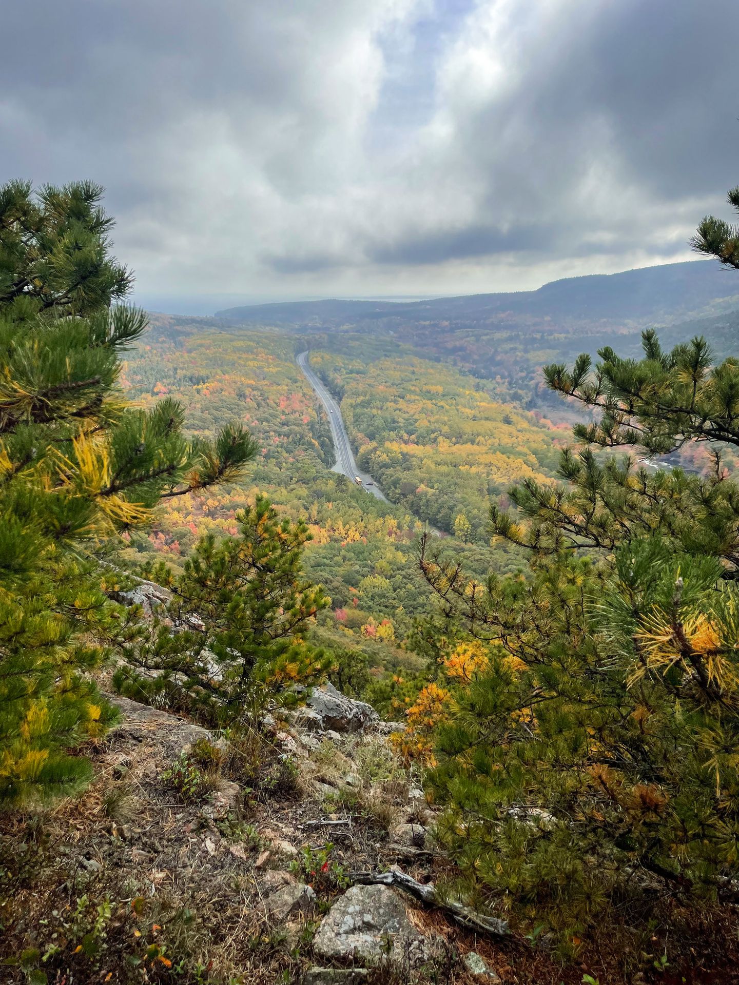 Looking down at trees from the Beachcroft Path
