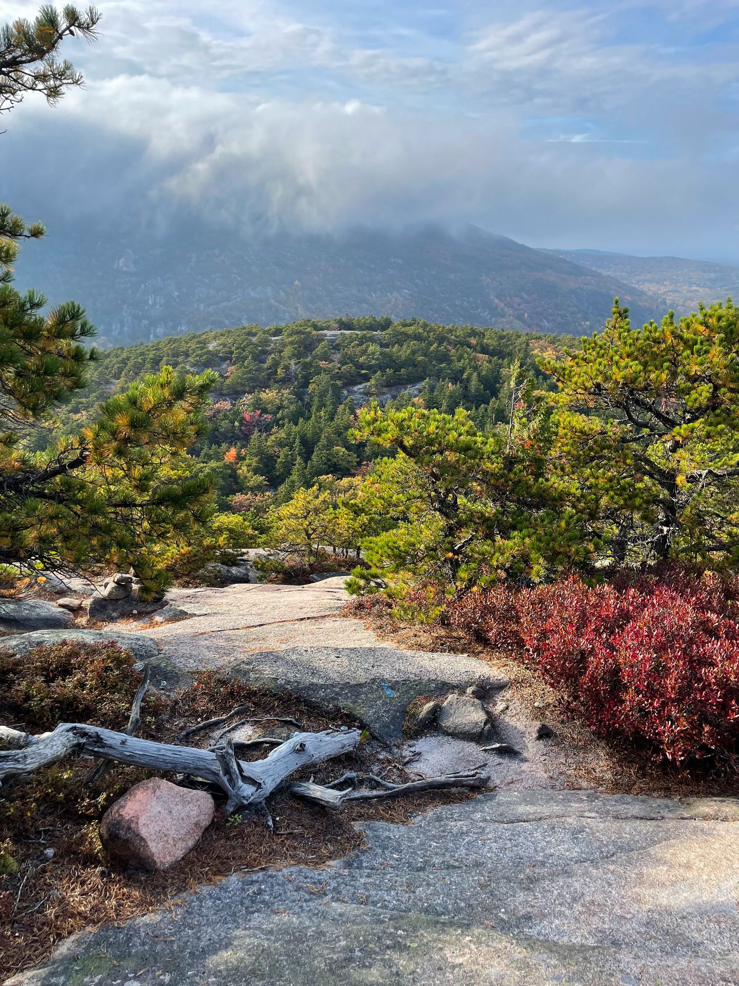 A stone path surrounded by trees on the Beachcroft Path