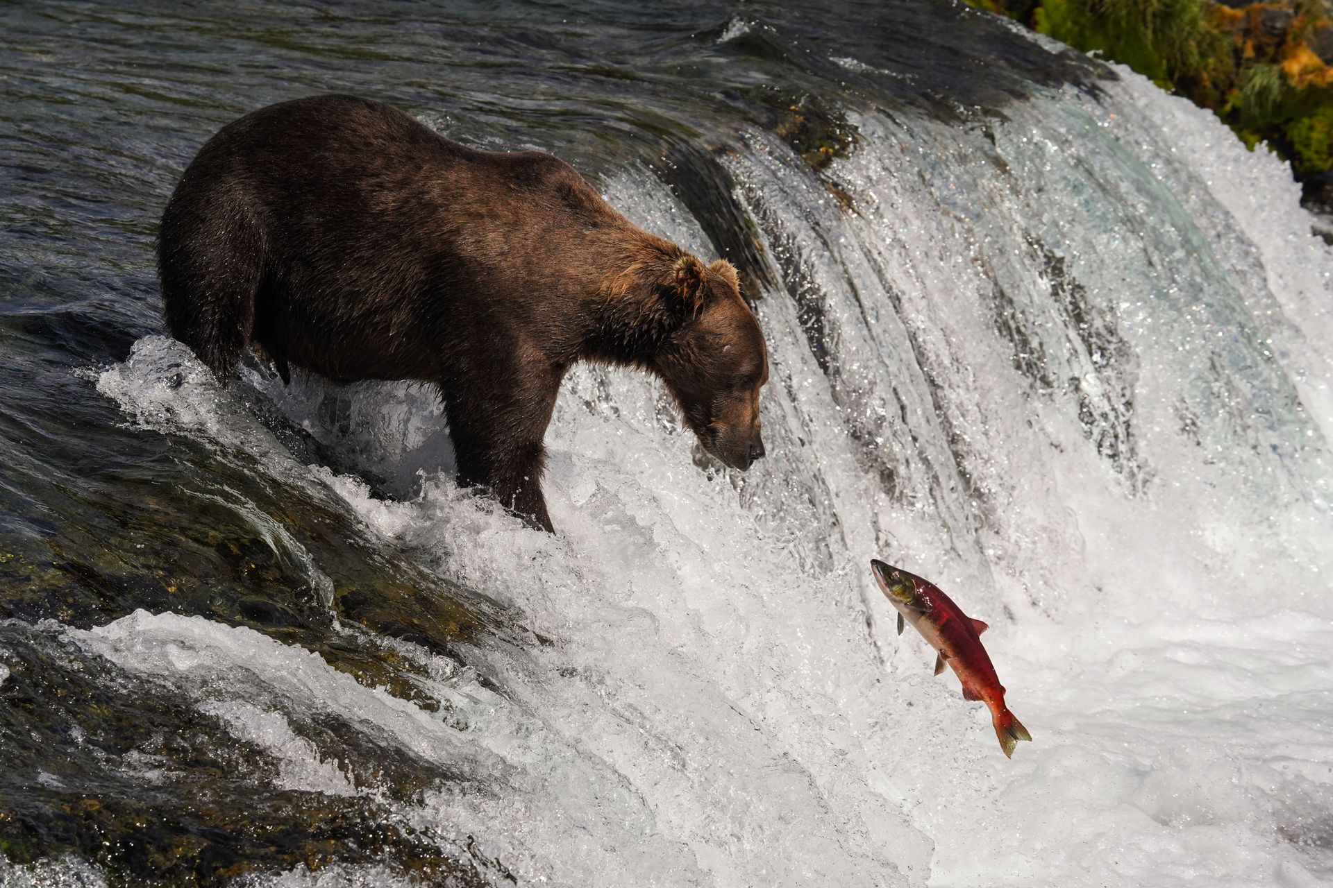 A bear standing at the top of Brooks Falls with a red salmon flying towards it