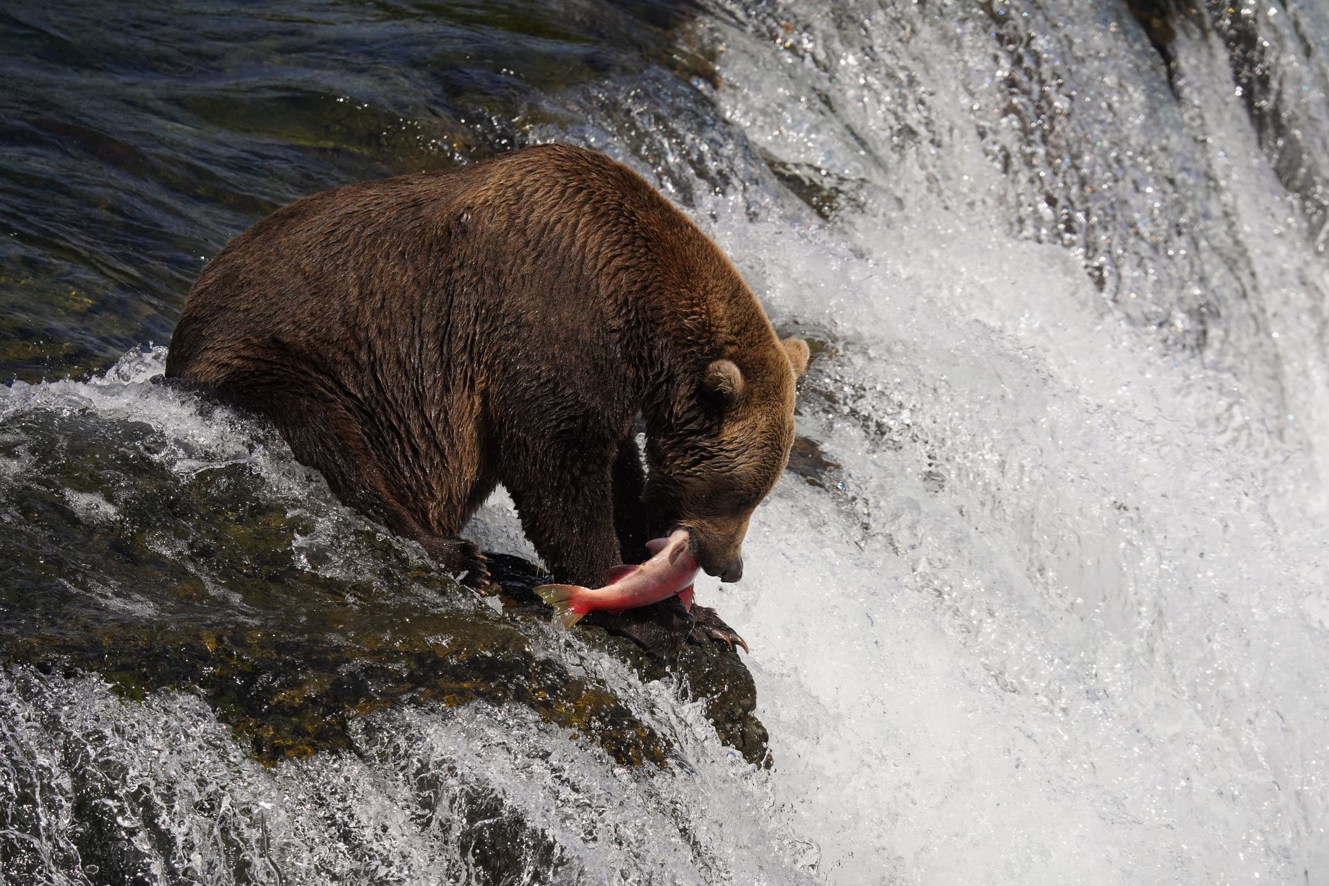 A bear at the top of Brooks Falls with a salmon in its mouth