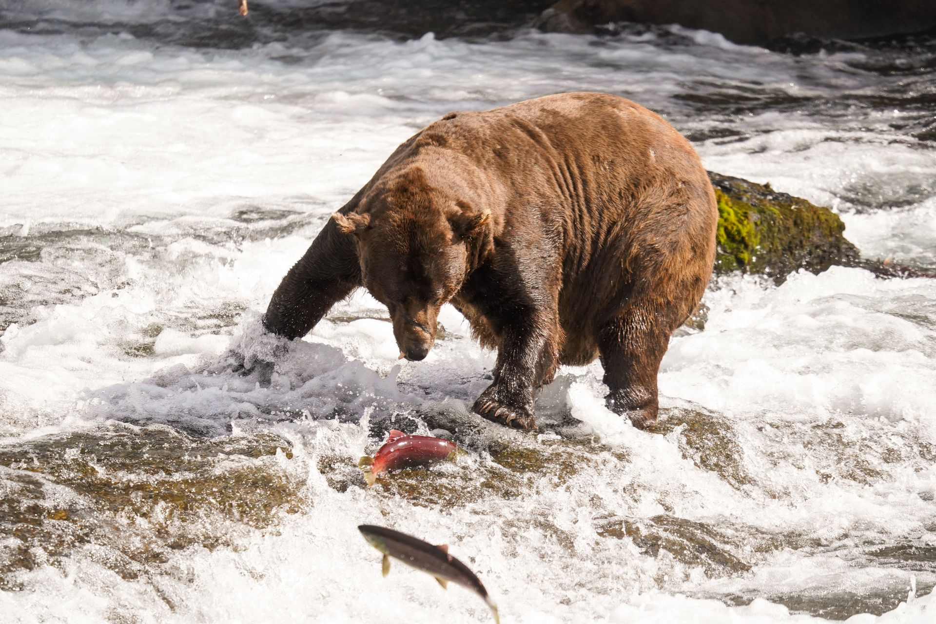 A bear with a big scar on its nose pouncing on a salmon at Brooks Falls in Katmai
