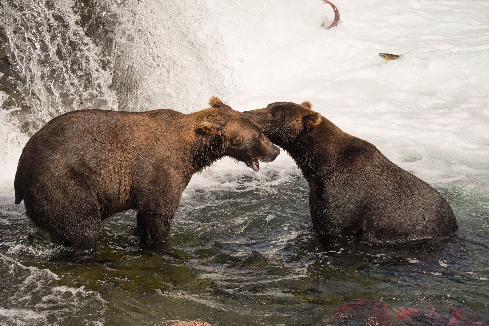 Two bears nose to nose at the base of Brooks Falls. A salmon flies in the air behind them