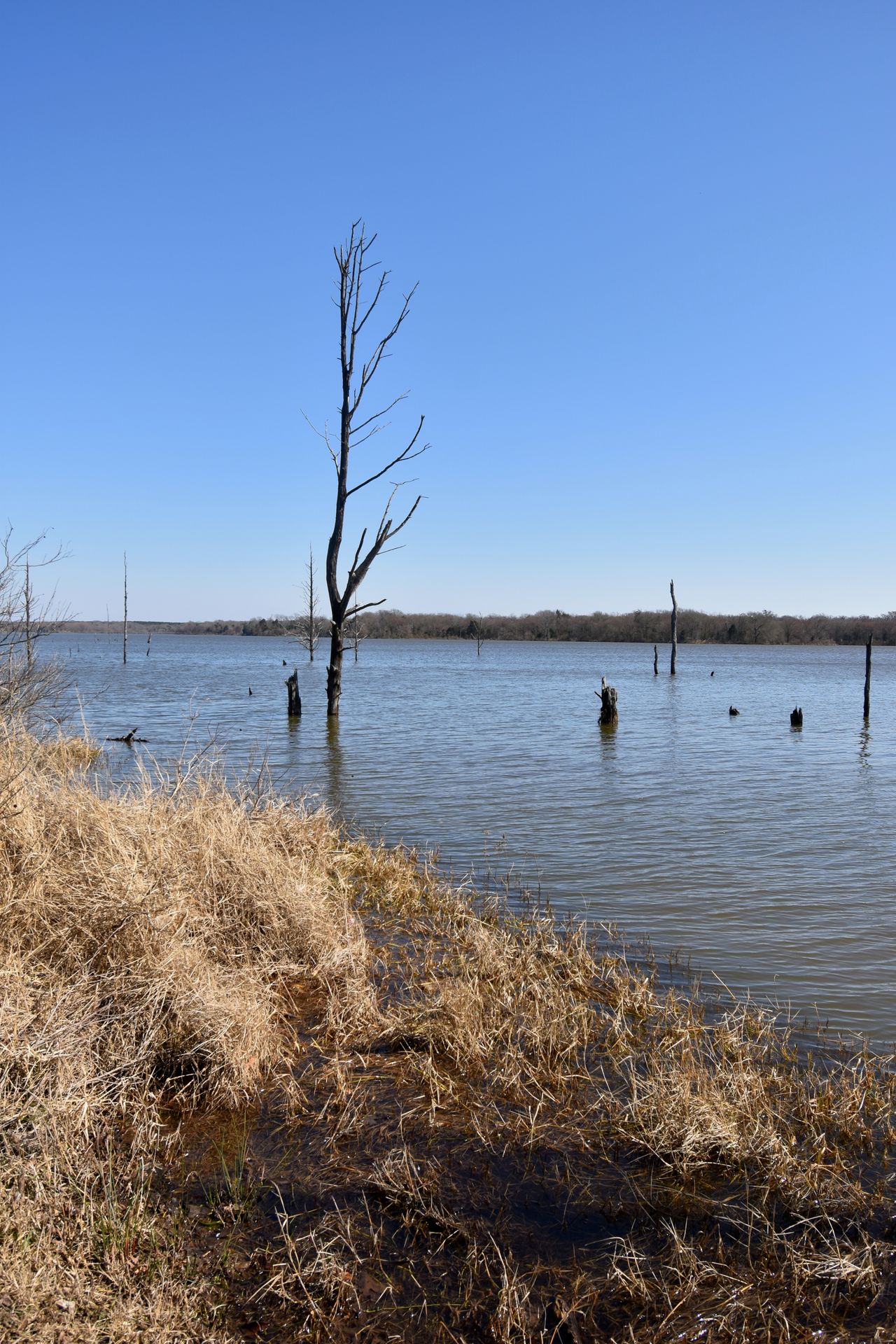 A lake with some trees branching standing up in the water.