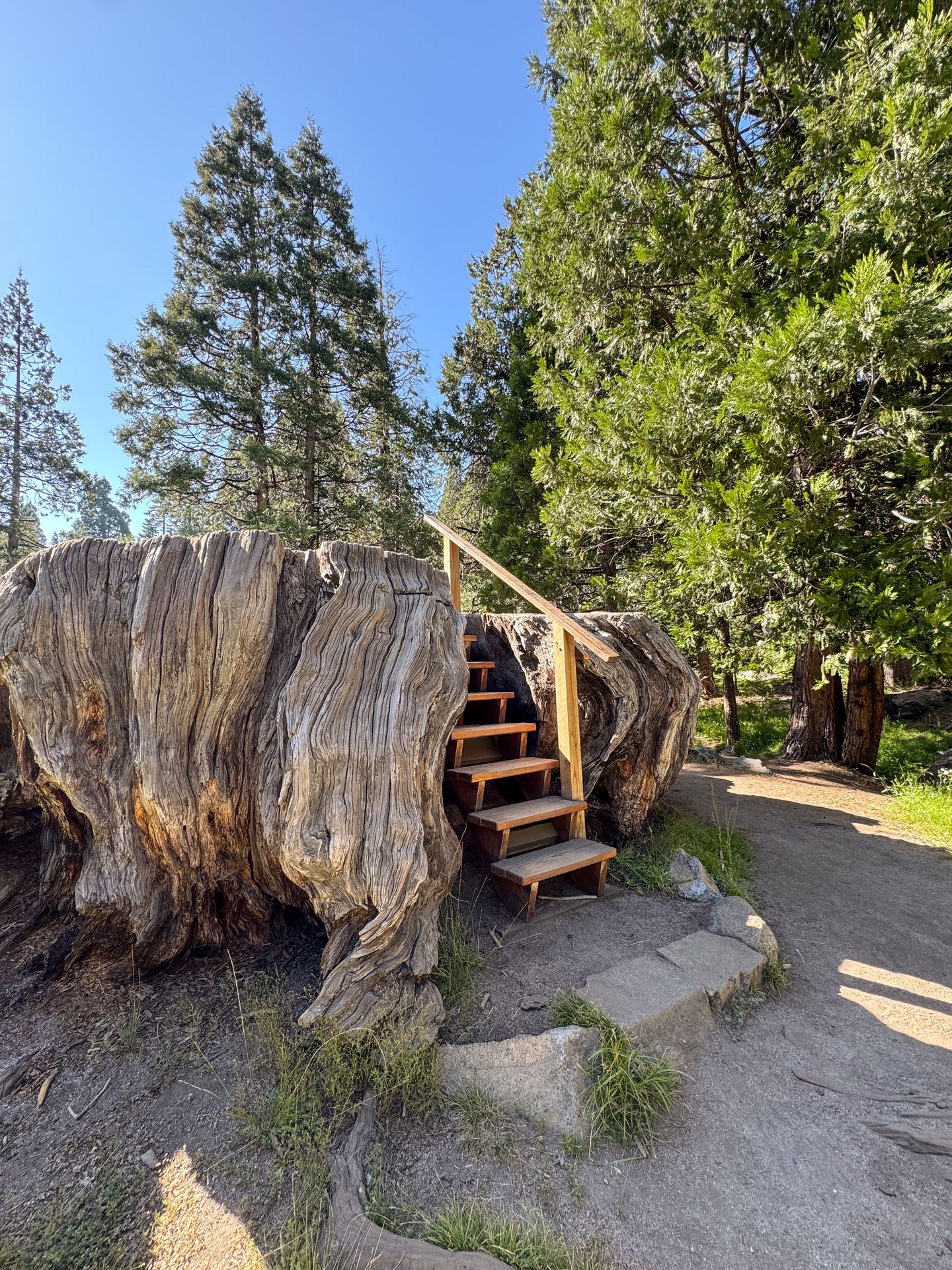 A huge stump with steps leading up to the top of it