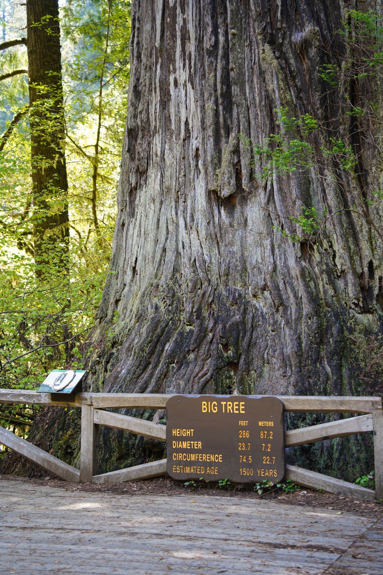 The bottom of the Big Tree, which has a sign that shares its height, diameter, circumference and estimated age