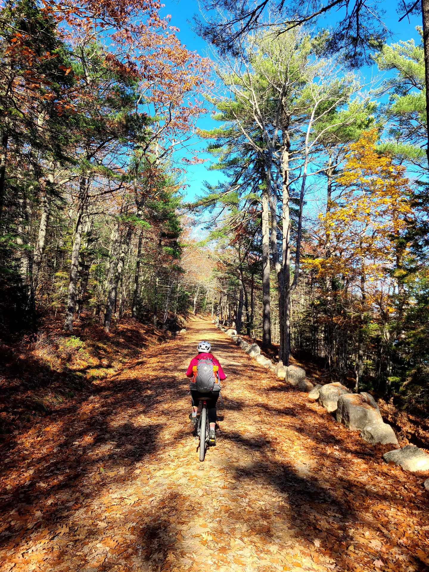 Lydia biking on a path surrounded by tall trees on a Carriage Road in Acadia.