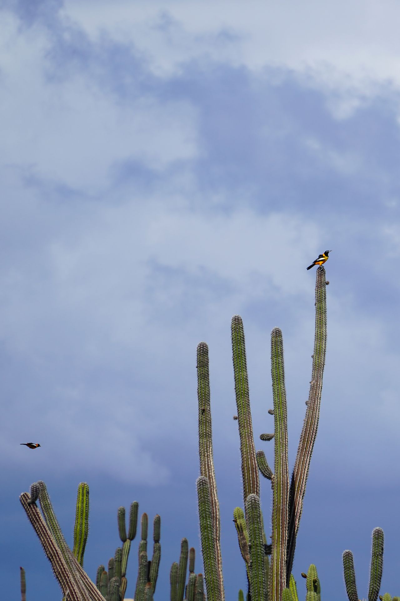 A bird sitting on top of a tall cacti