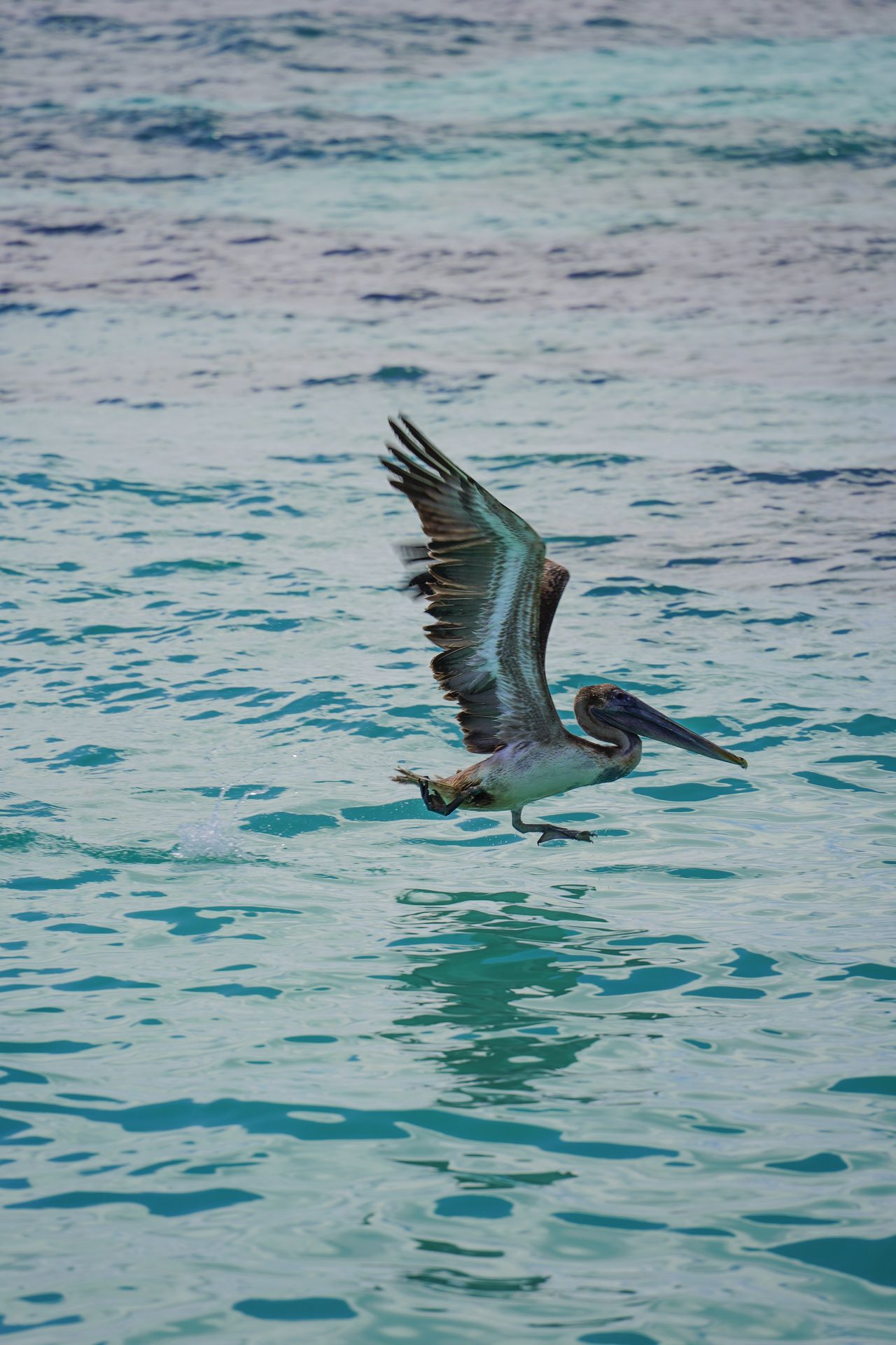 A bird flying low over the water at Dry Tortugas