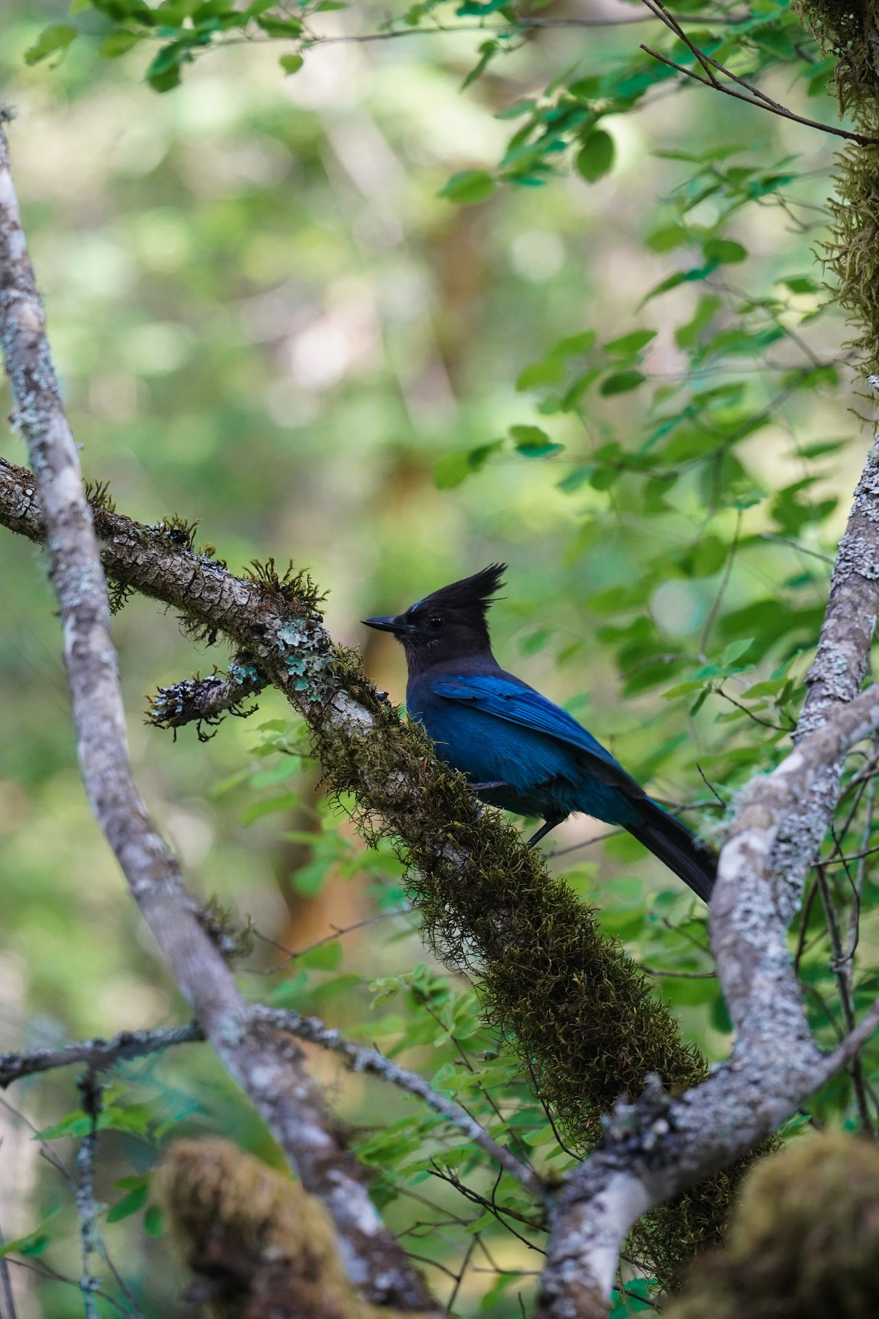 A blue bird on the trail to Bridal Veil Falls