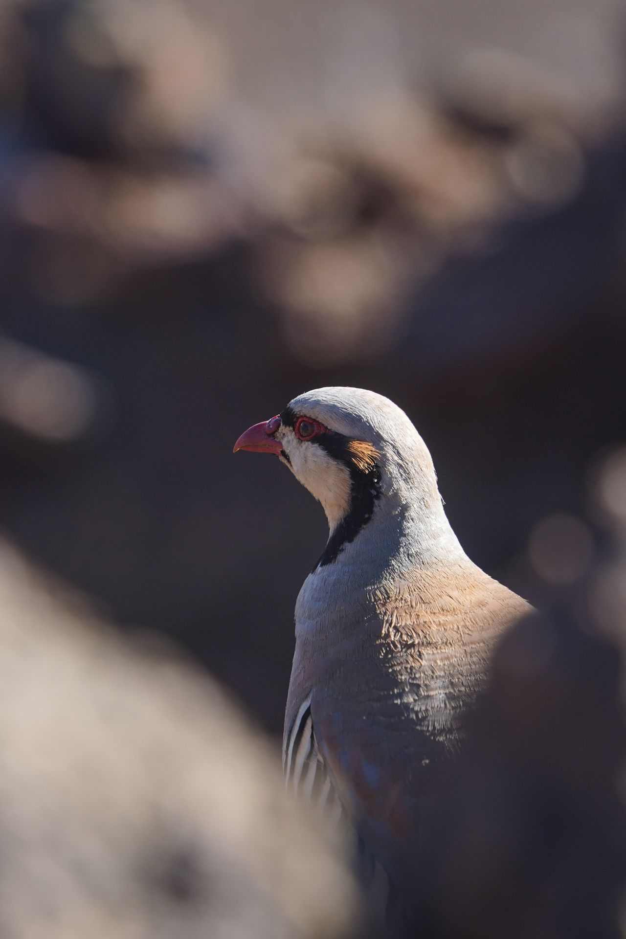 A close up look at a the head of a chukar bird, who looks forward