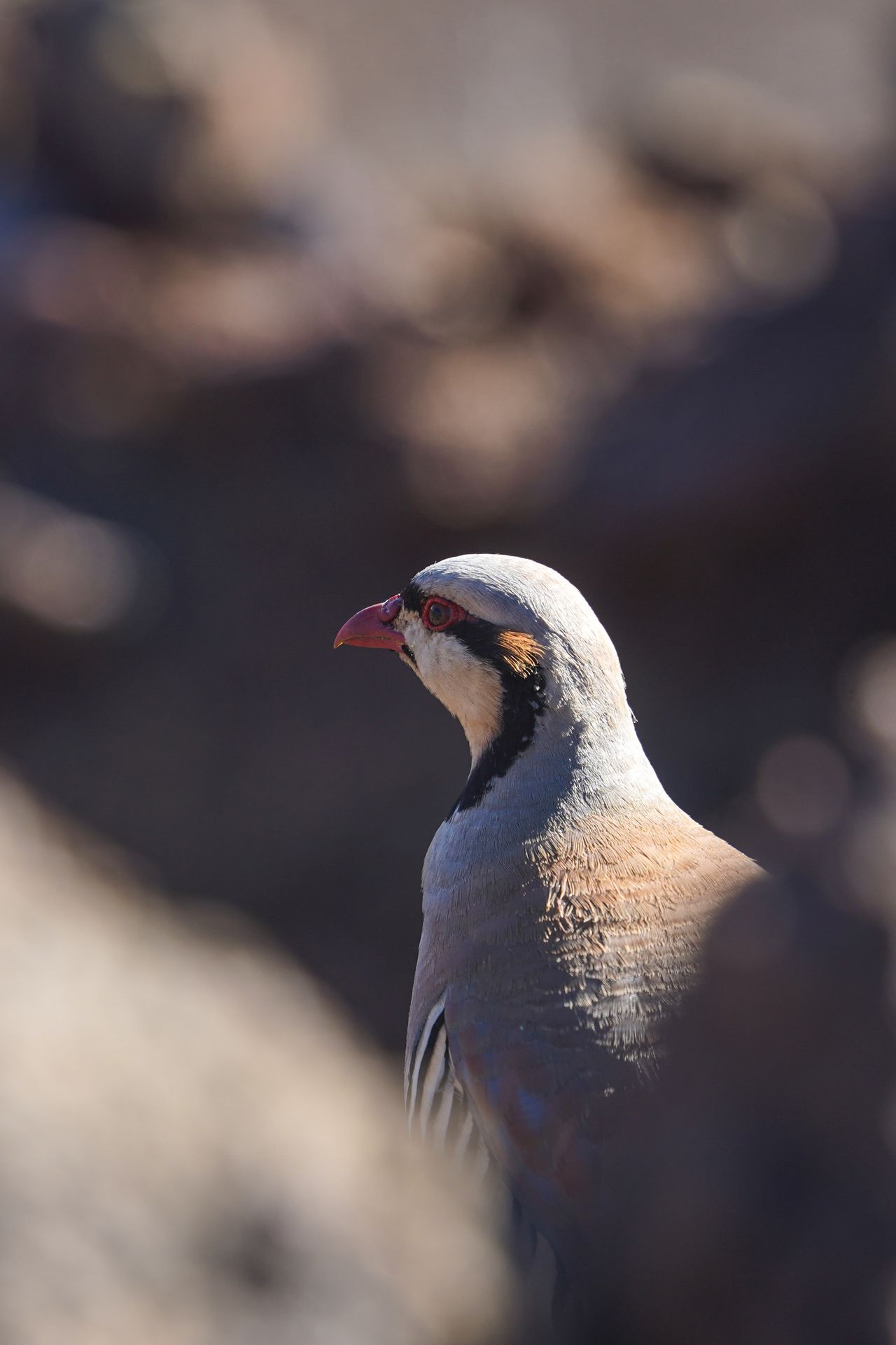 A close up photo of a chukar bird