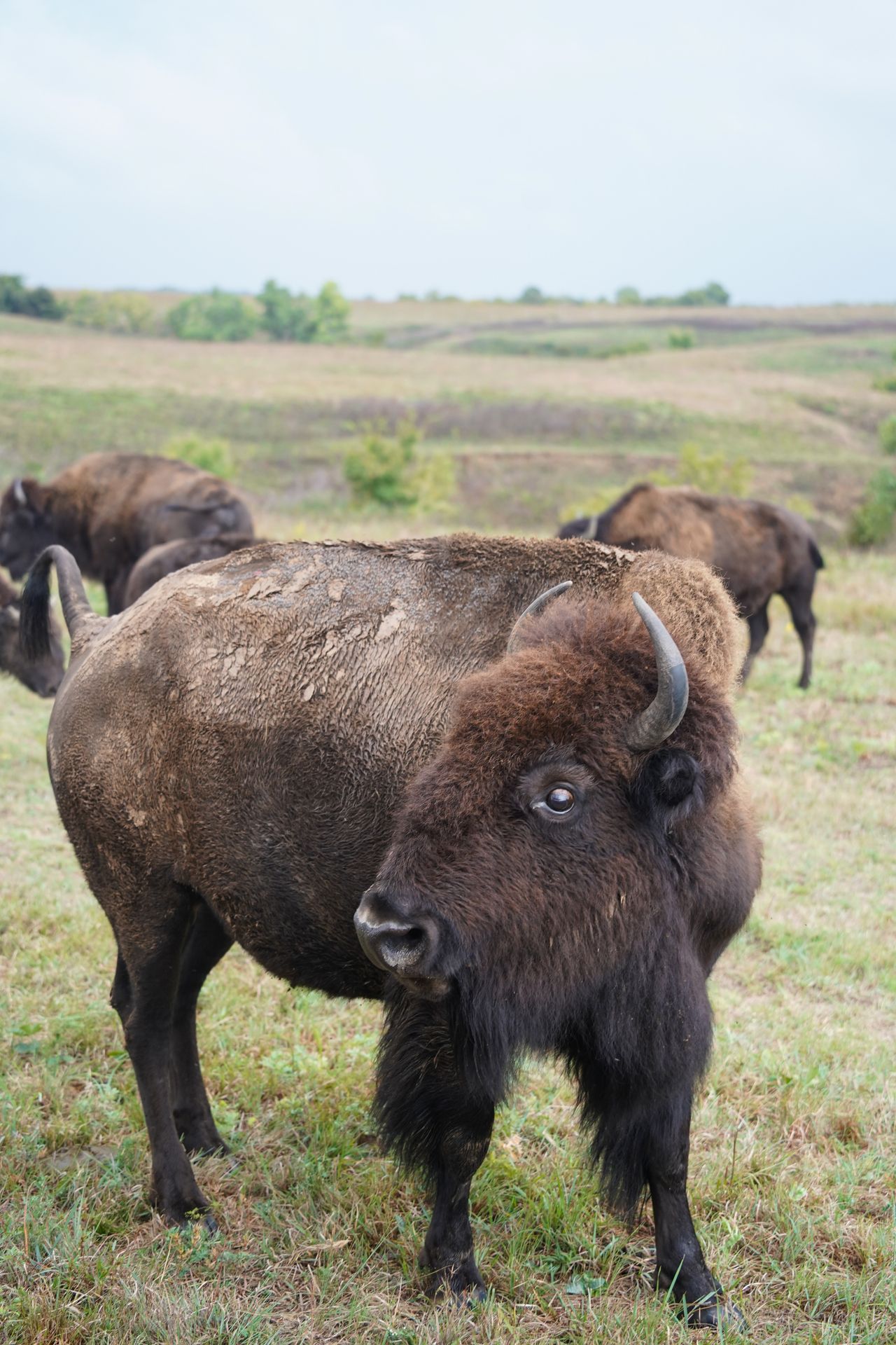 A large bison with it's head tilted the side