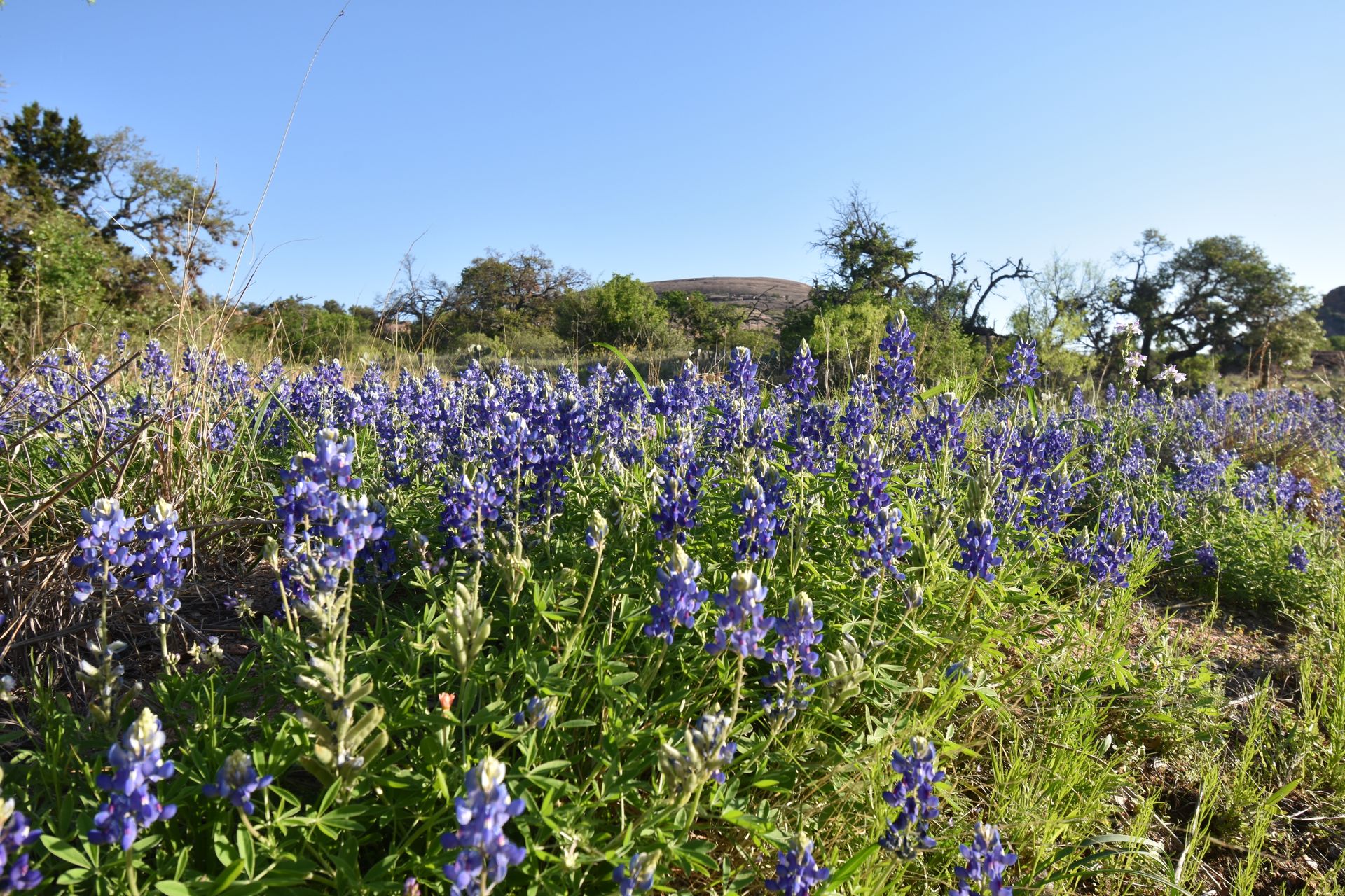A close up view of bluebonnets with Enchanted Rock in the background.