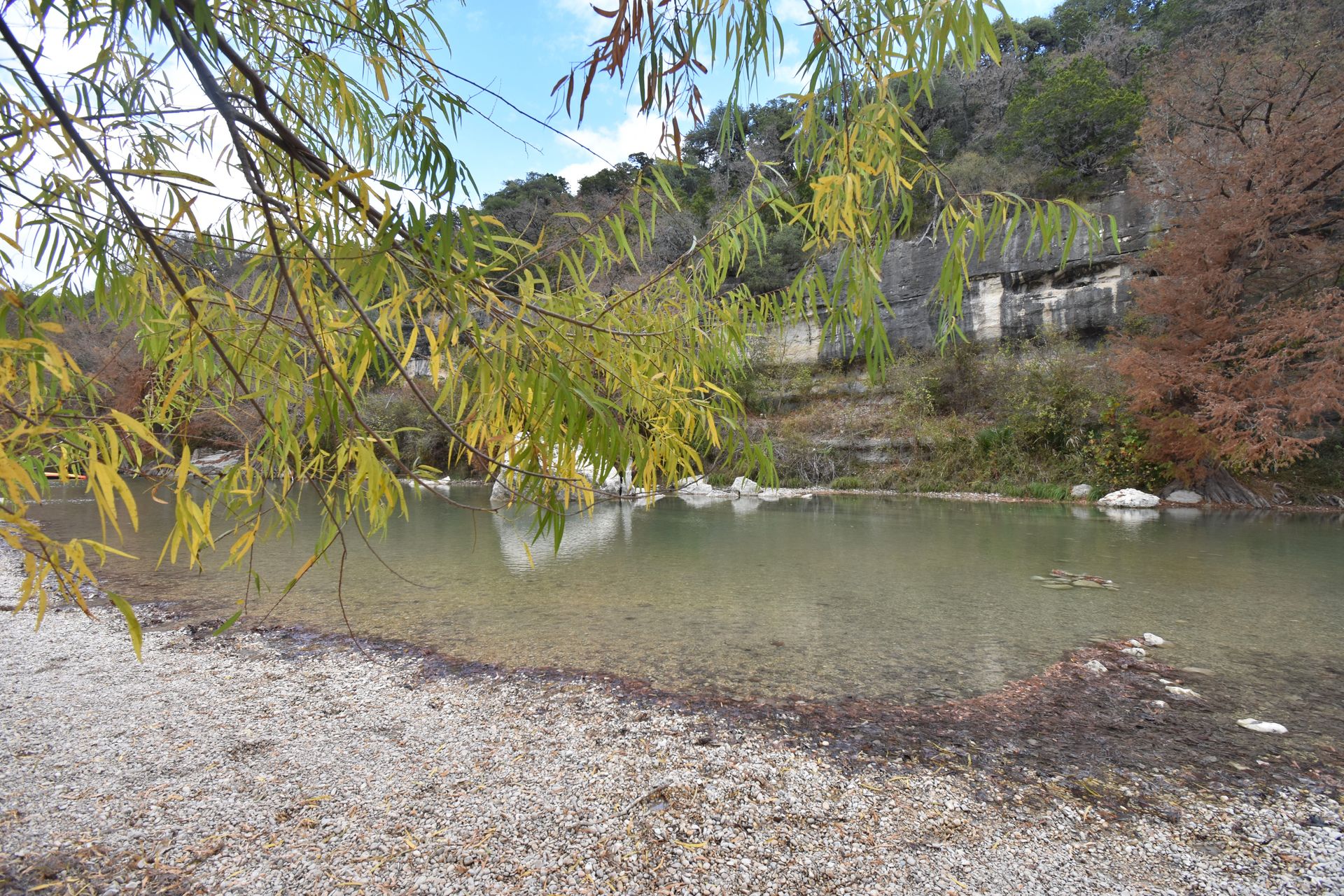 Yellow foliage in front of the Guadalupe River in Texas Hill Country.