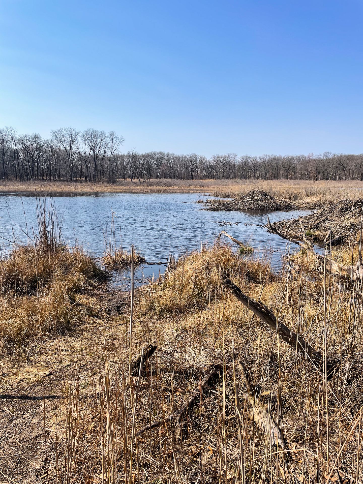 A pond surrounded by gray and brown wetland plants