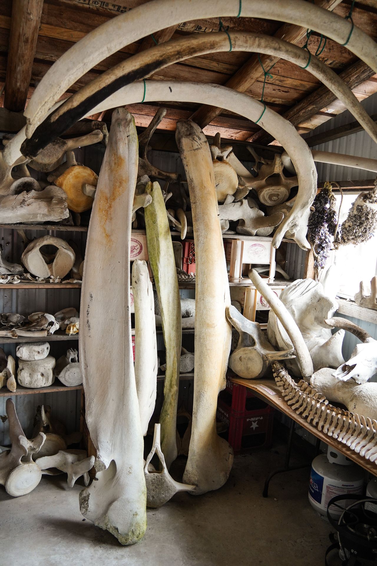 A room full of giant whale bones
