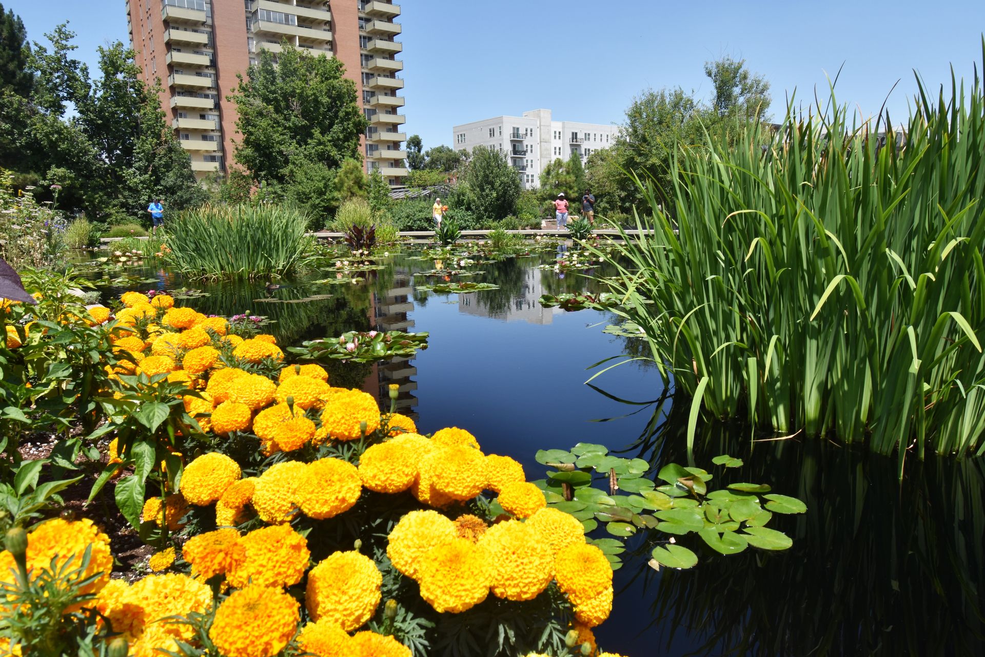 Yellow flowers next to a pond with lily pads and tall grasses at the Denver Botanic Gardens