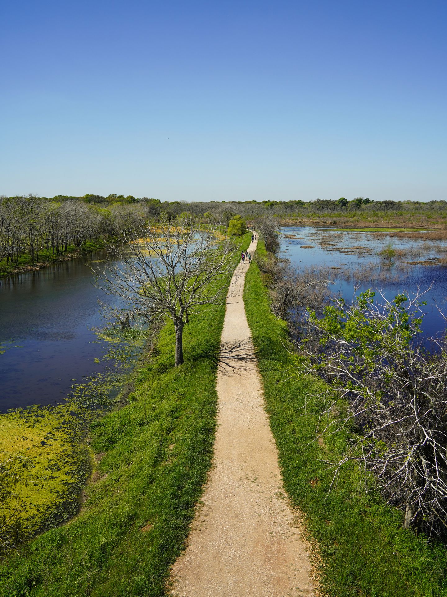 Looking down at a trail from the observation tower in Brazos Bend