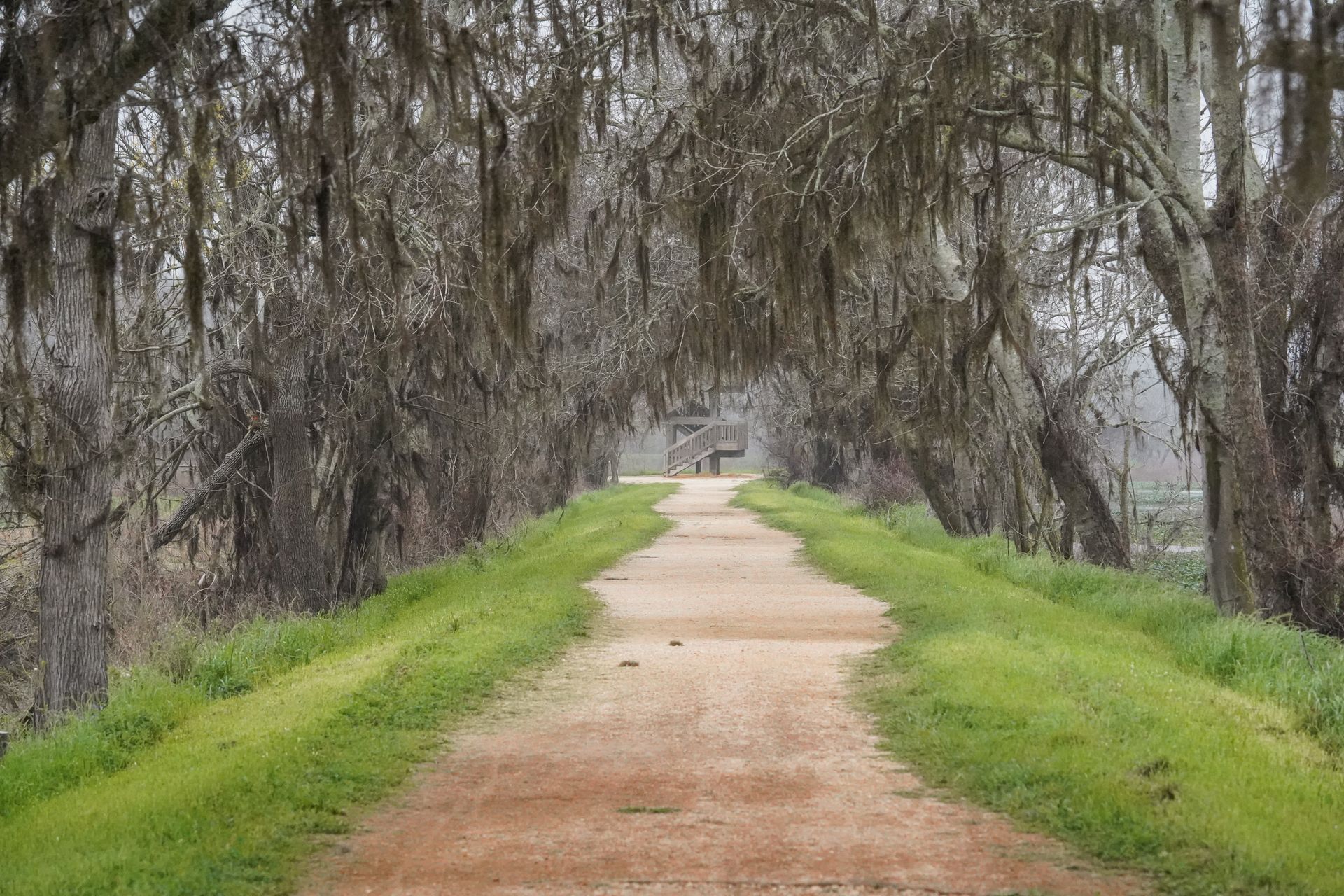 Looking down a trail at an observation tower at Brazos Bend. The trail framed by trees with hanging moss.