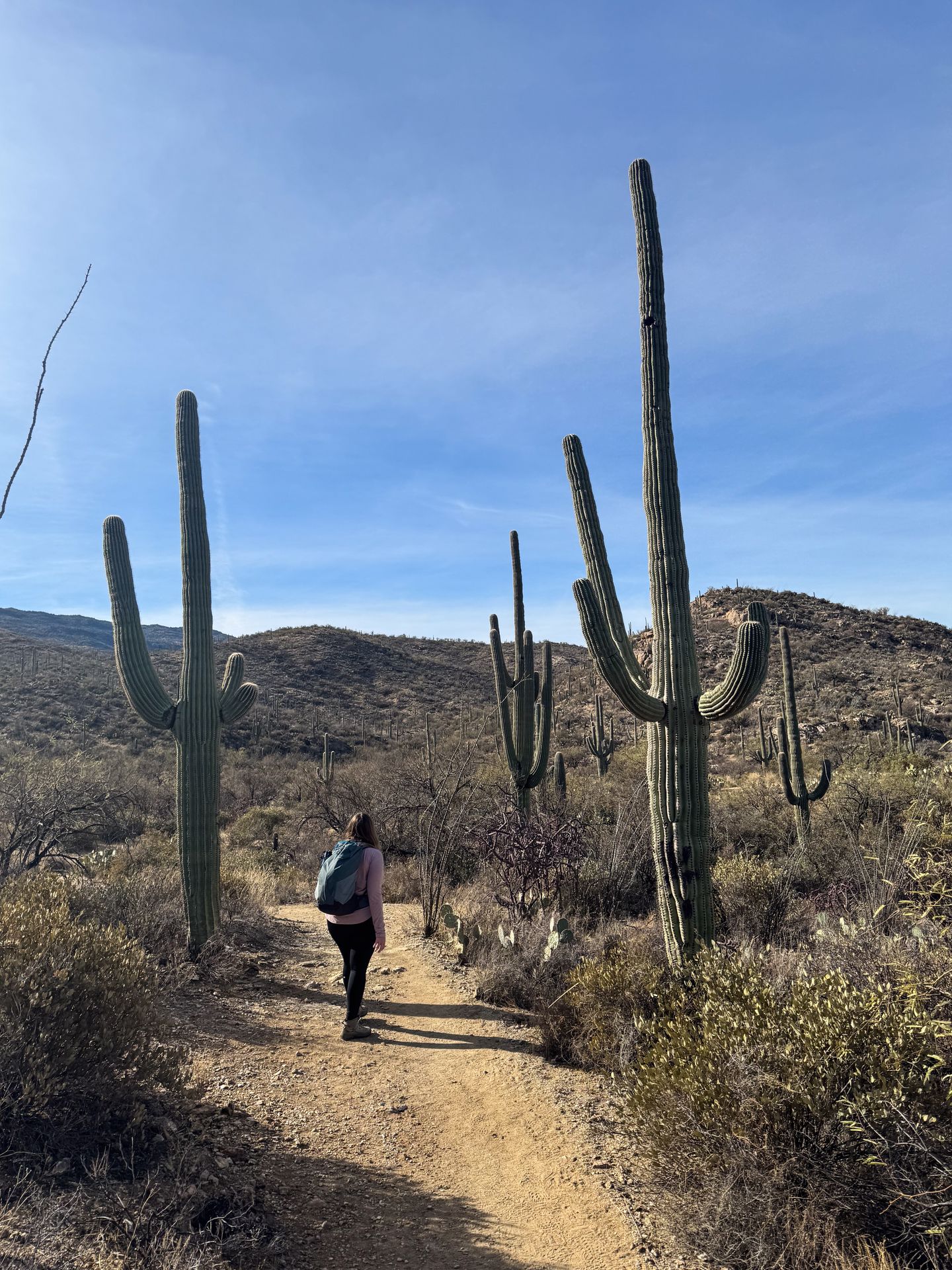 Lydia on a trail with saguaro cacti on both sides of the path