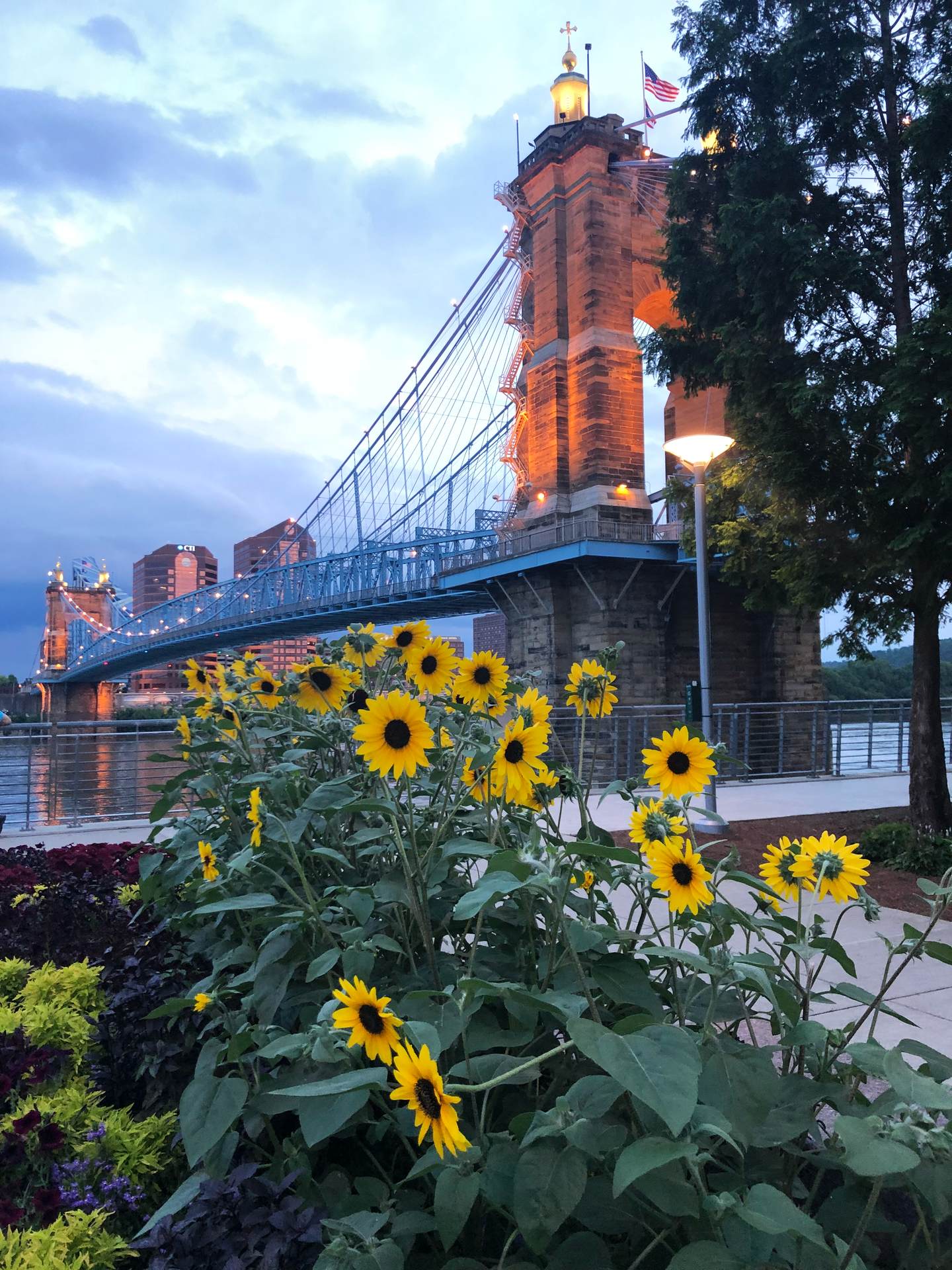 Some flowers at Smale Riverfront Park with the Roebling Bridge in the background.