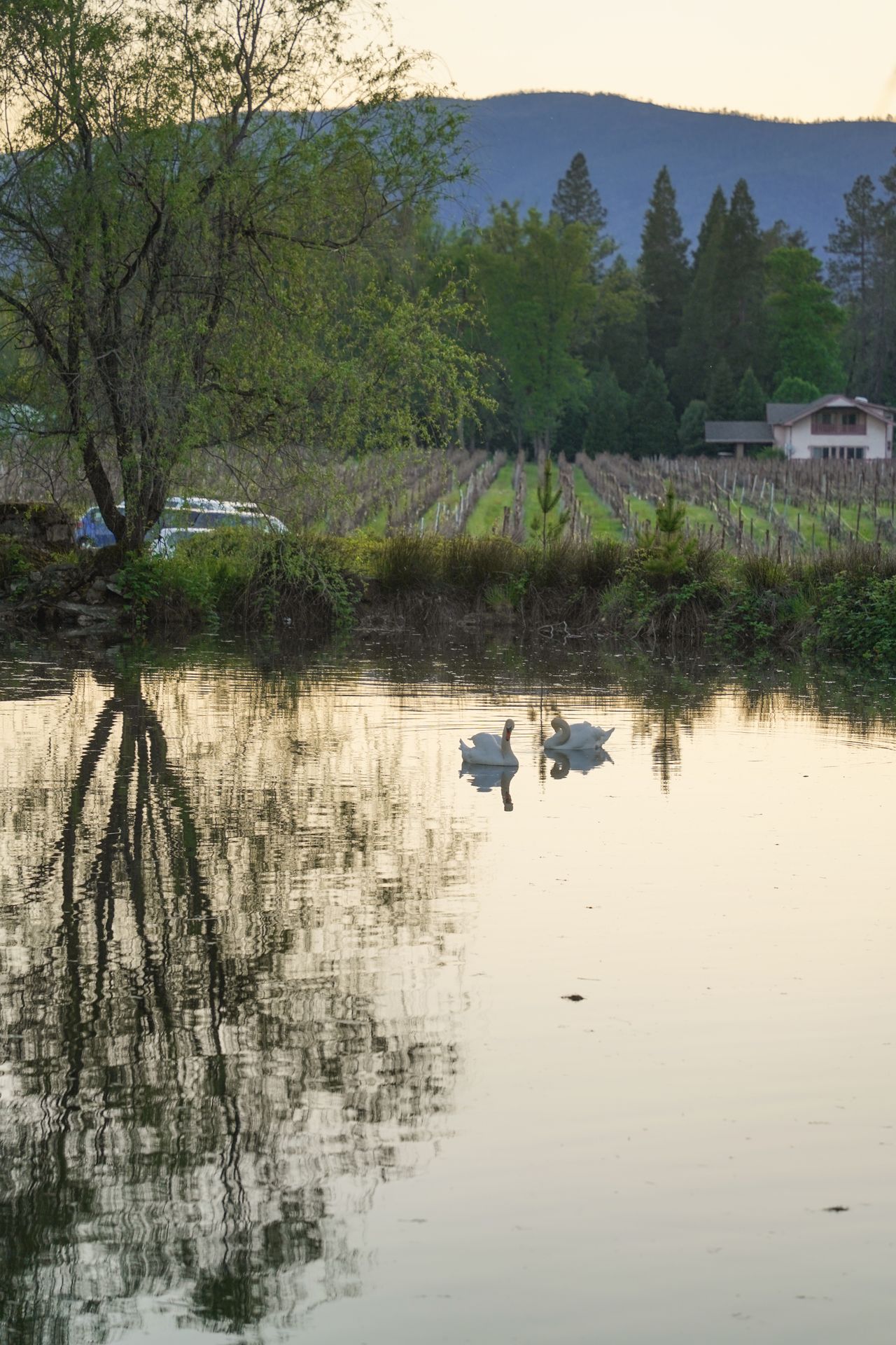 Two swans swimming at sunset with a vineyard in the background and mountains in the distance