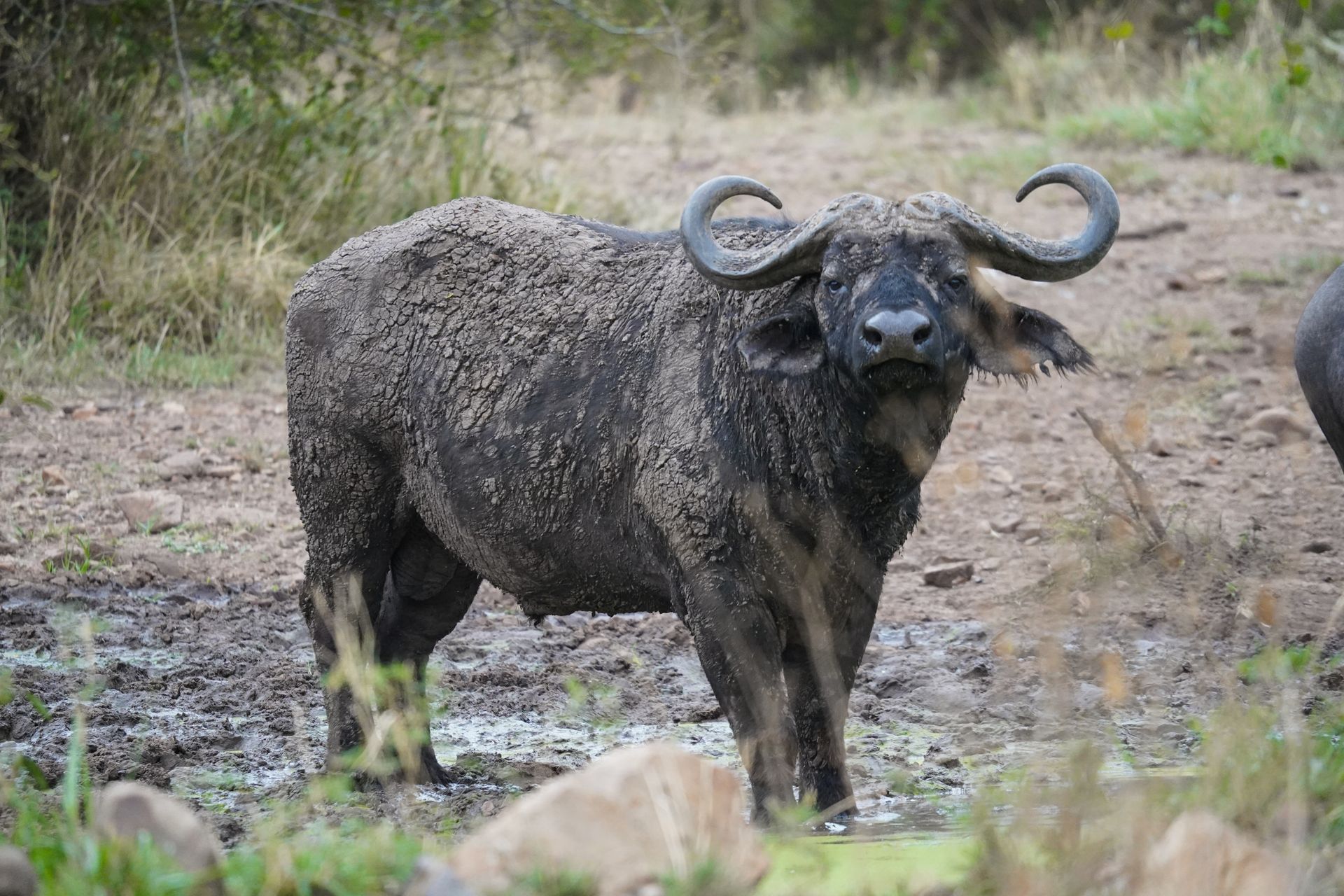 An African buffalo looking straight at the camera