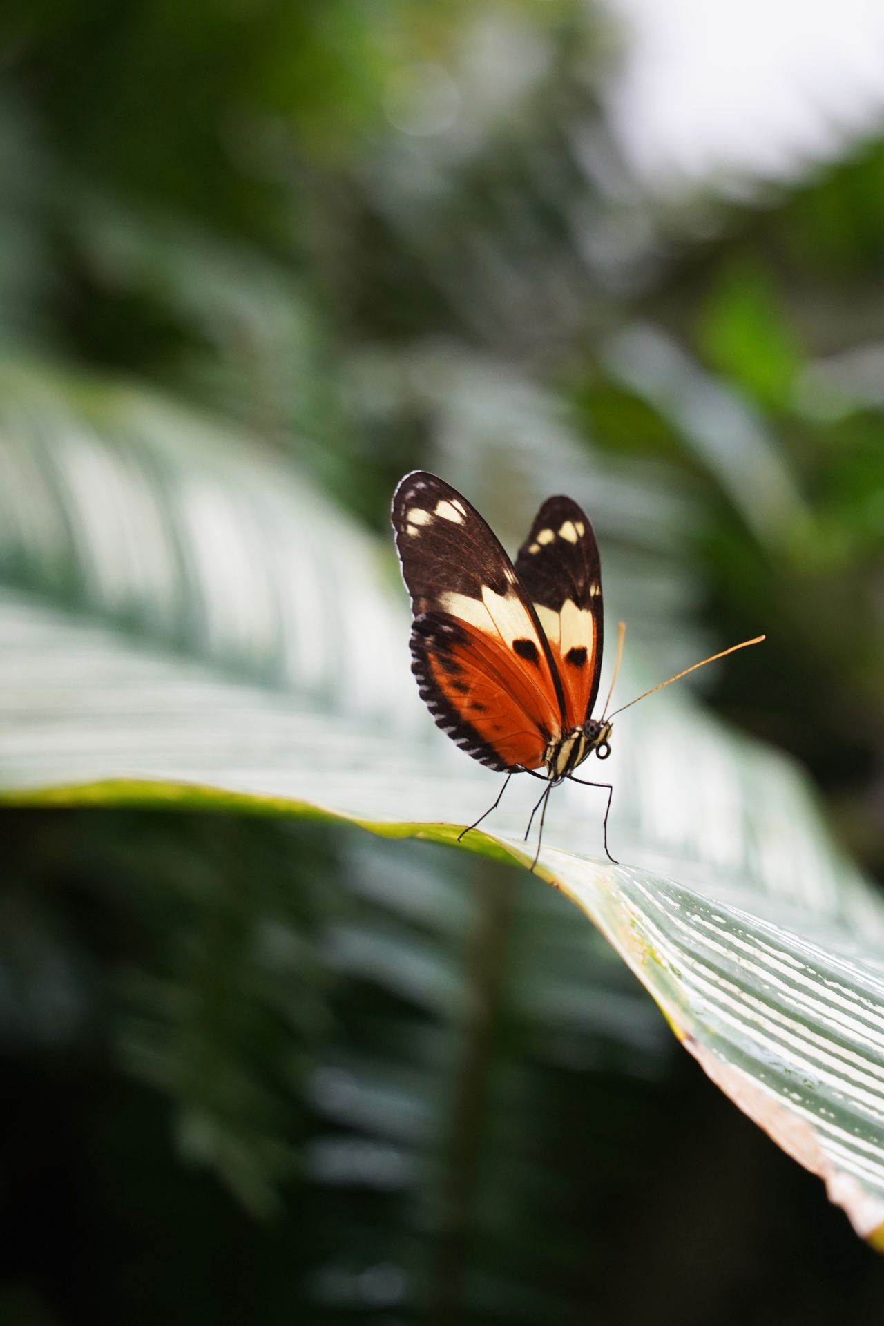 A close up a monarch butterfly sitting on a large green leaf
