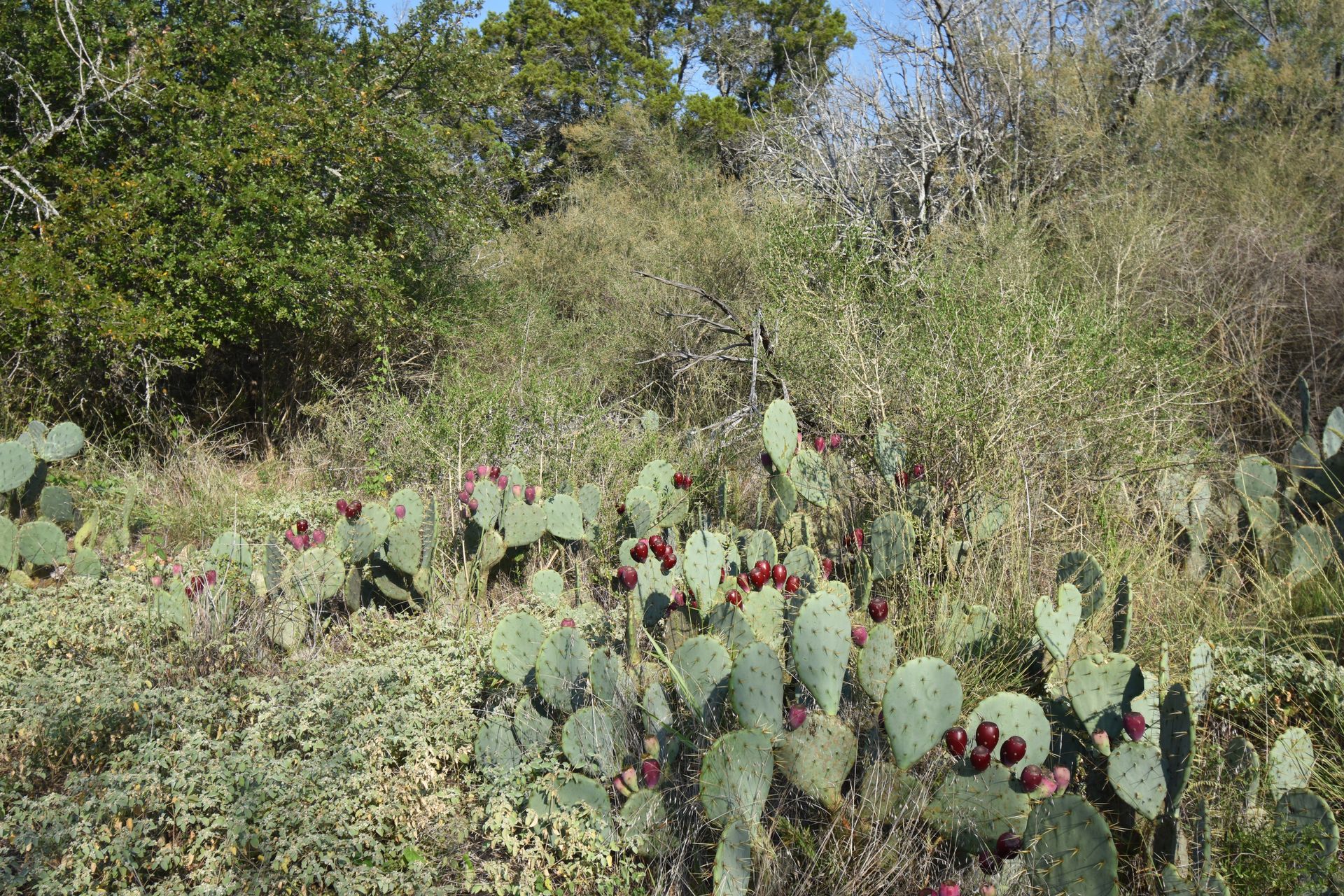 A clump of cacti with purple flowers.