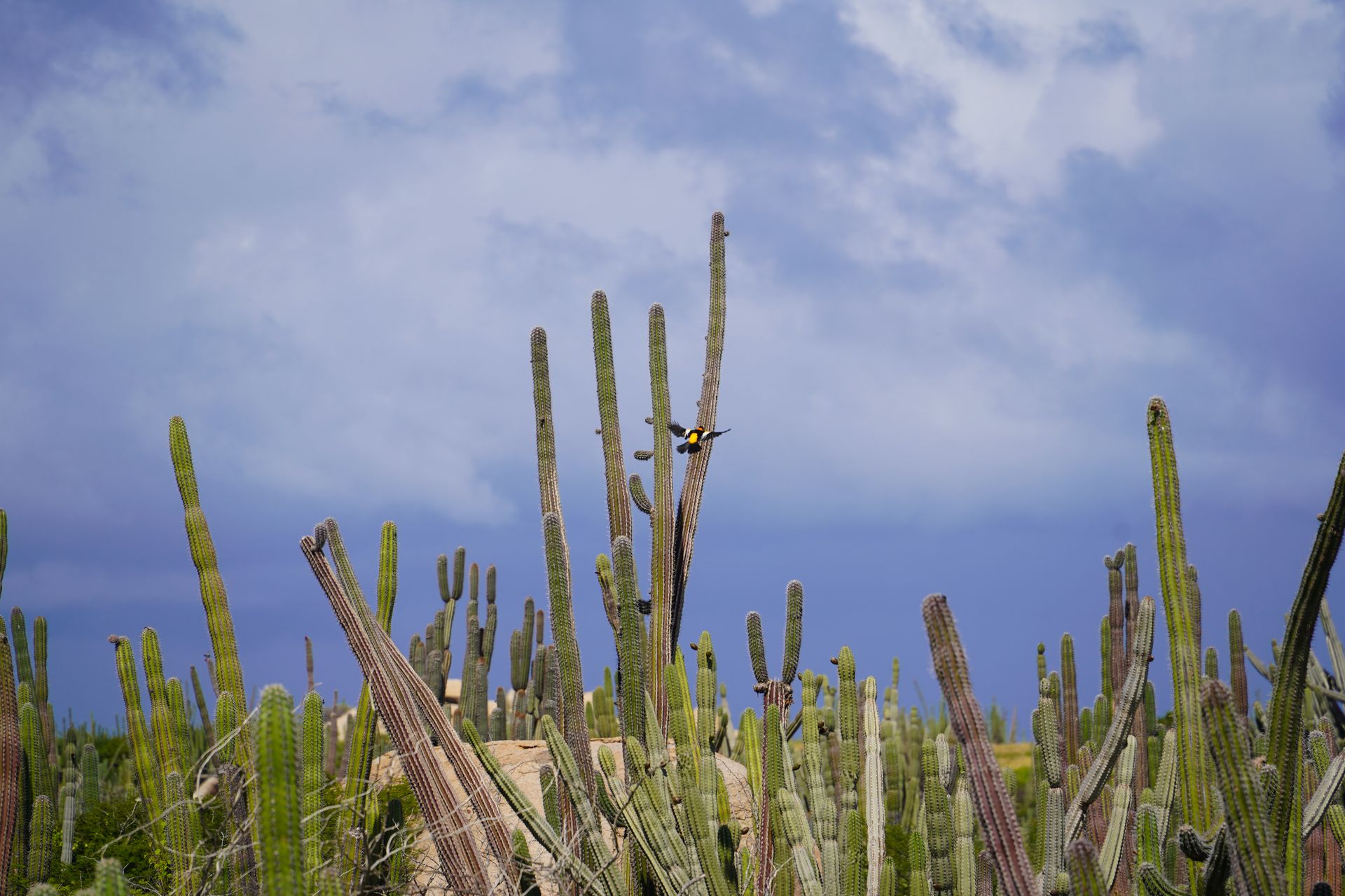A view of tall, thin cacti with a bird flying next through the tall branches