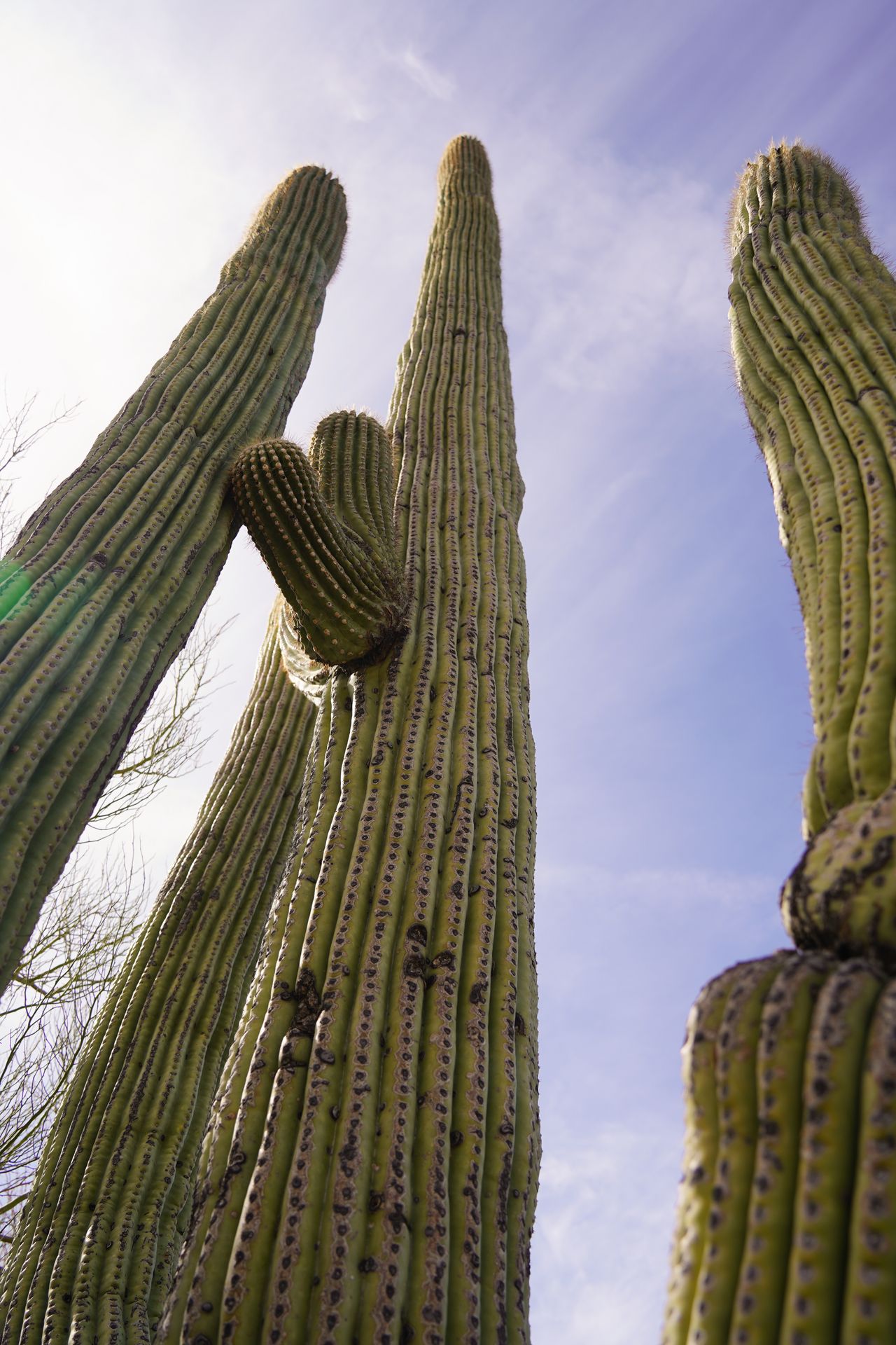Looking up at 3 or 4 saguaro cacti in Saguaro National Park