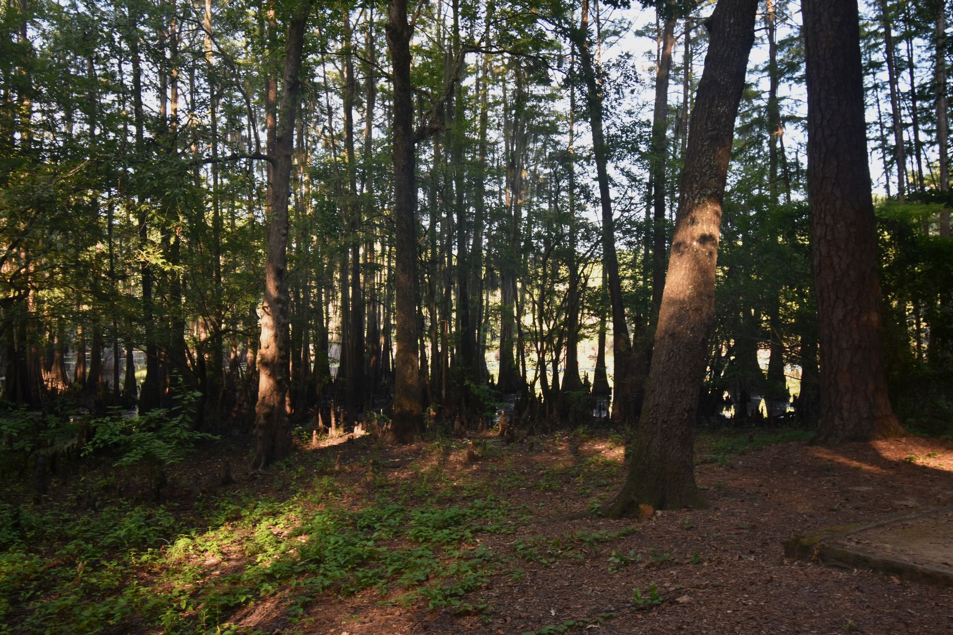 An area thick with trees at a Caddo Lake campsite.