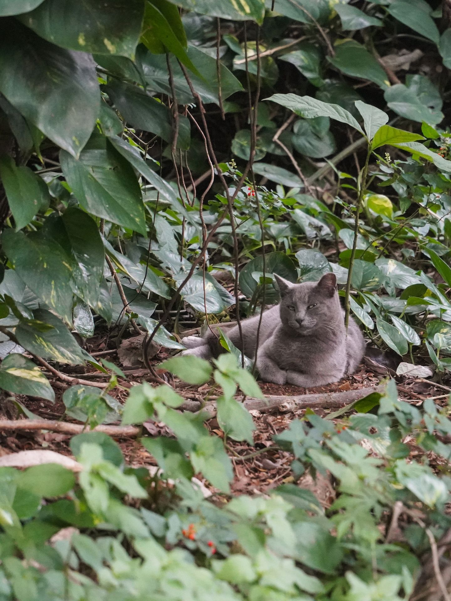 A gray cat sitting among leaves and greenery in Hana