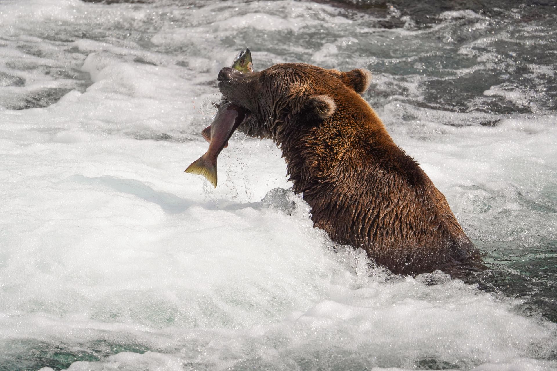 A bear with a fish in its mouth at Brooks Falls in Katmai