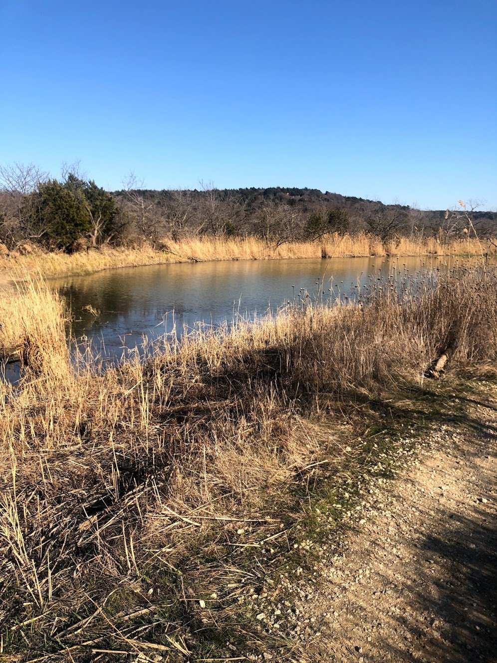 A small lake surrounding by tall, yellow grass.