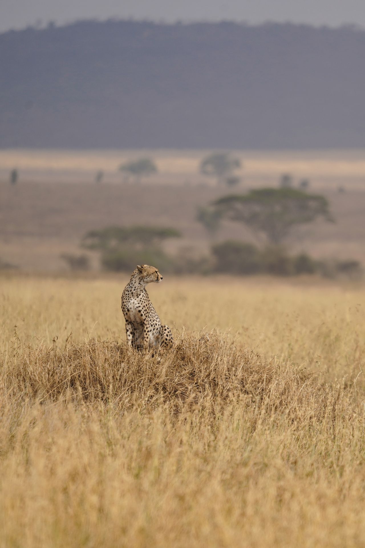 A cheetah sitting on a small hill surrounded by tall grasses in the Serengeti