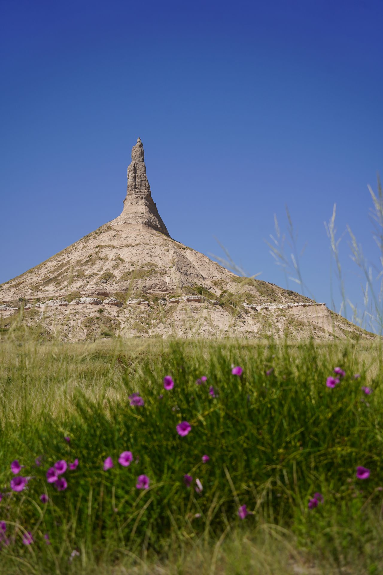A view of Chimney Rock with purple flowers in the foreground
