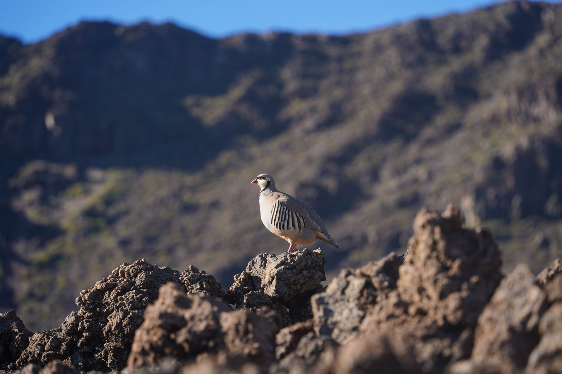 A bird with a striped wing standing on a rock