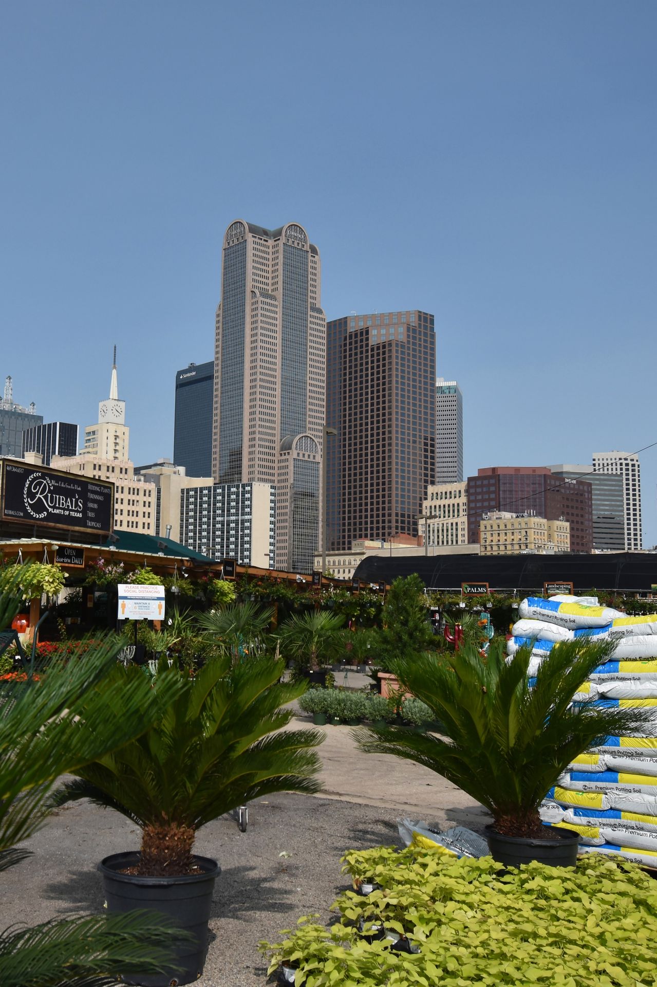 Some plants at Ruibal's Plant shop with some tall buildings in the background.