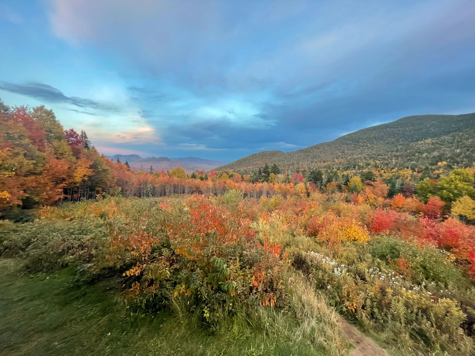 A view with scrubs in the foreground and mountains in the distance.