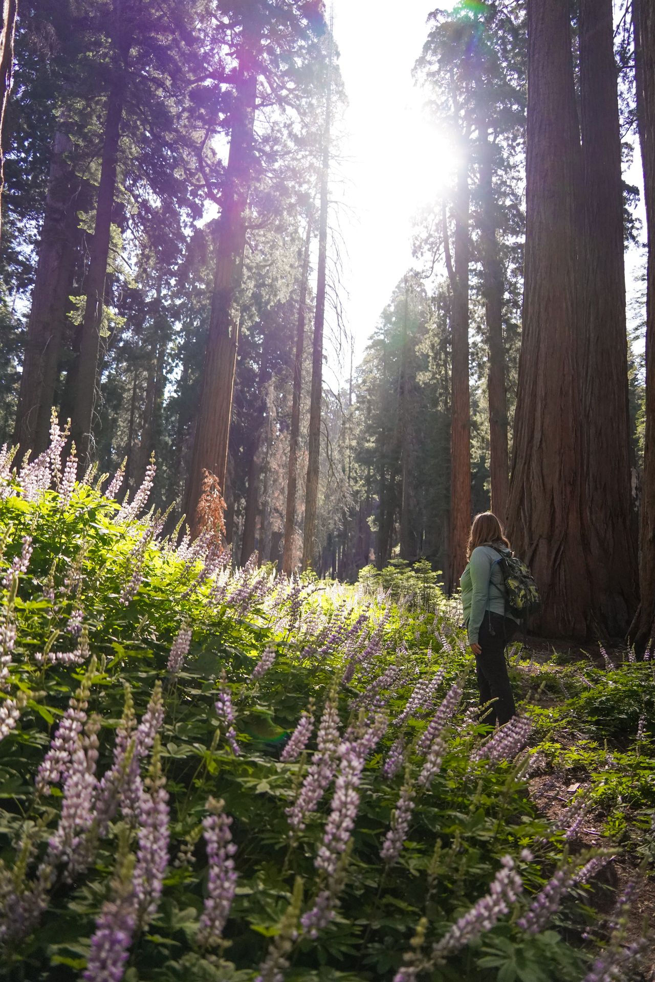 Lydia standing next to an area of lupine flowers and next to sequoia trees