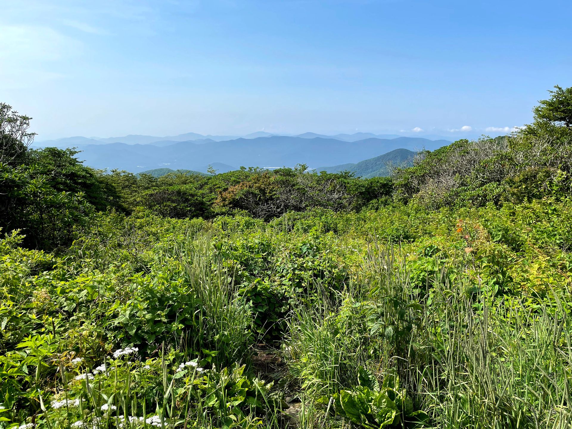 A view of greenery with mountains in the distance.