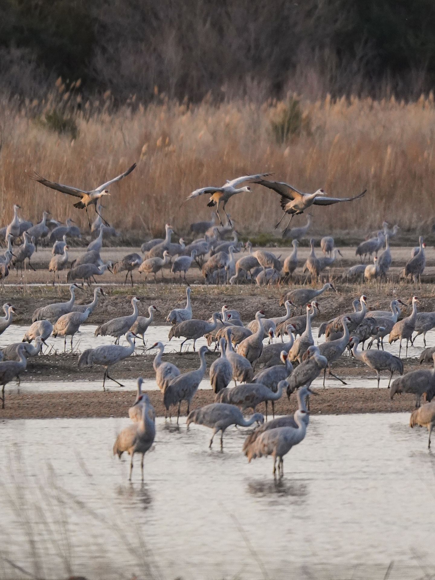 Several sandhill cranes standing and landing on the river
